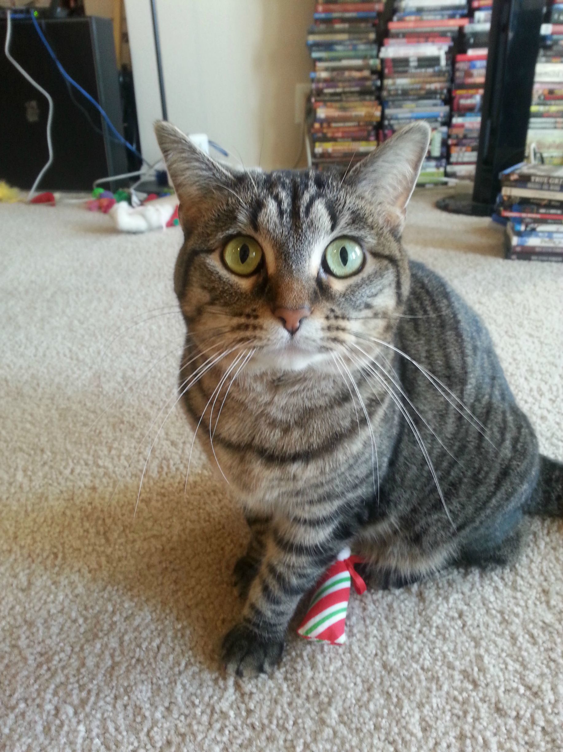 My Adorable Roommate Playing with Her Favorite Toy