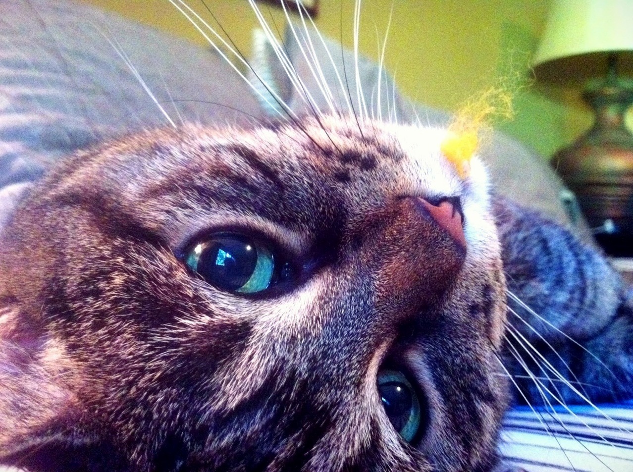 My Babydoll with Pretty Green Eyes Tearing Apart Her Catnip Mouse
