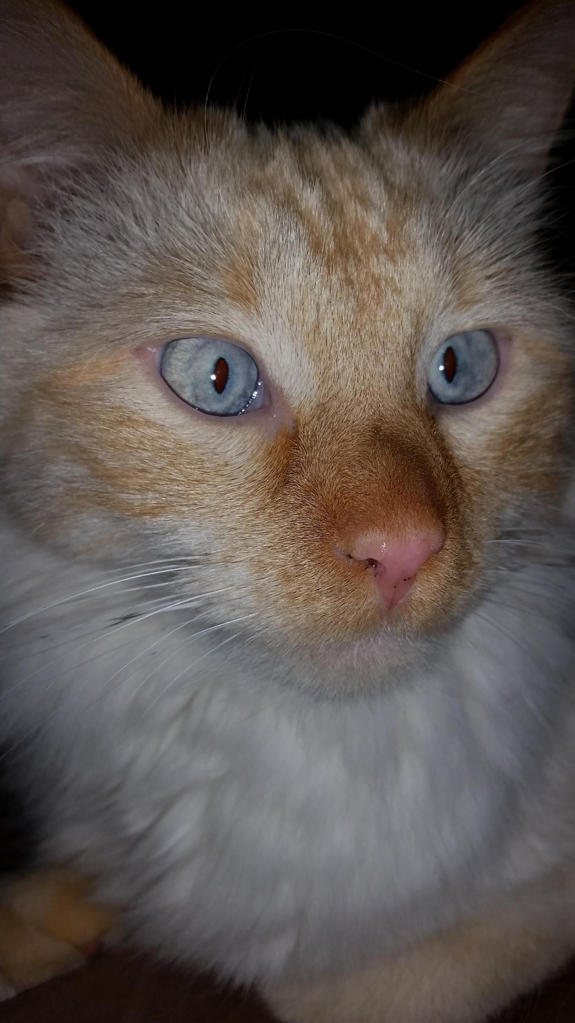 My Beautiful Brainless Fuzzbutt.