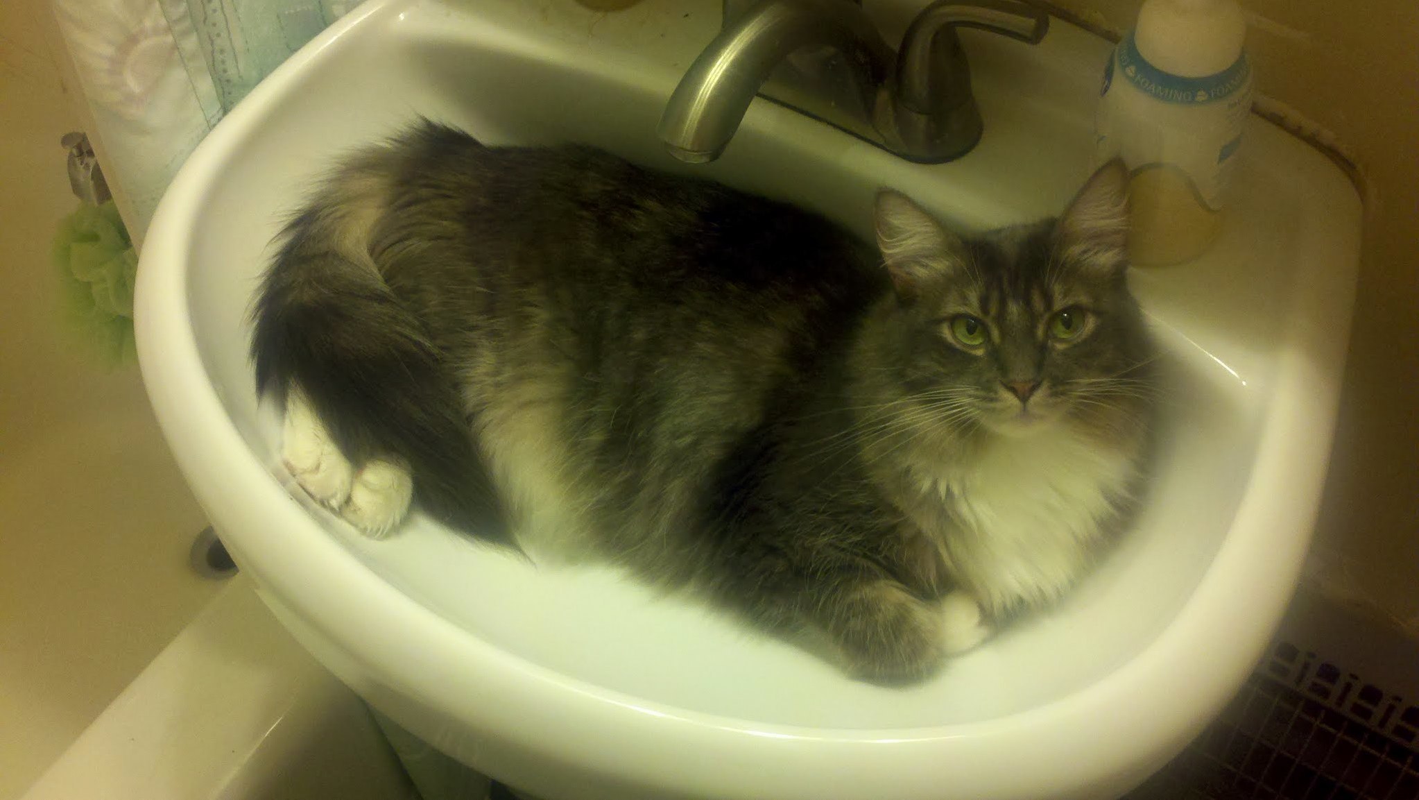 My Blue Tabby Mio in a Sink