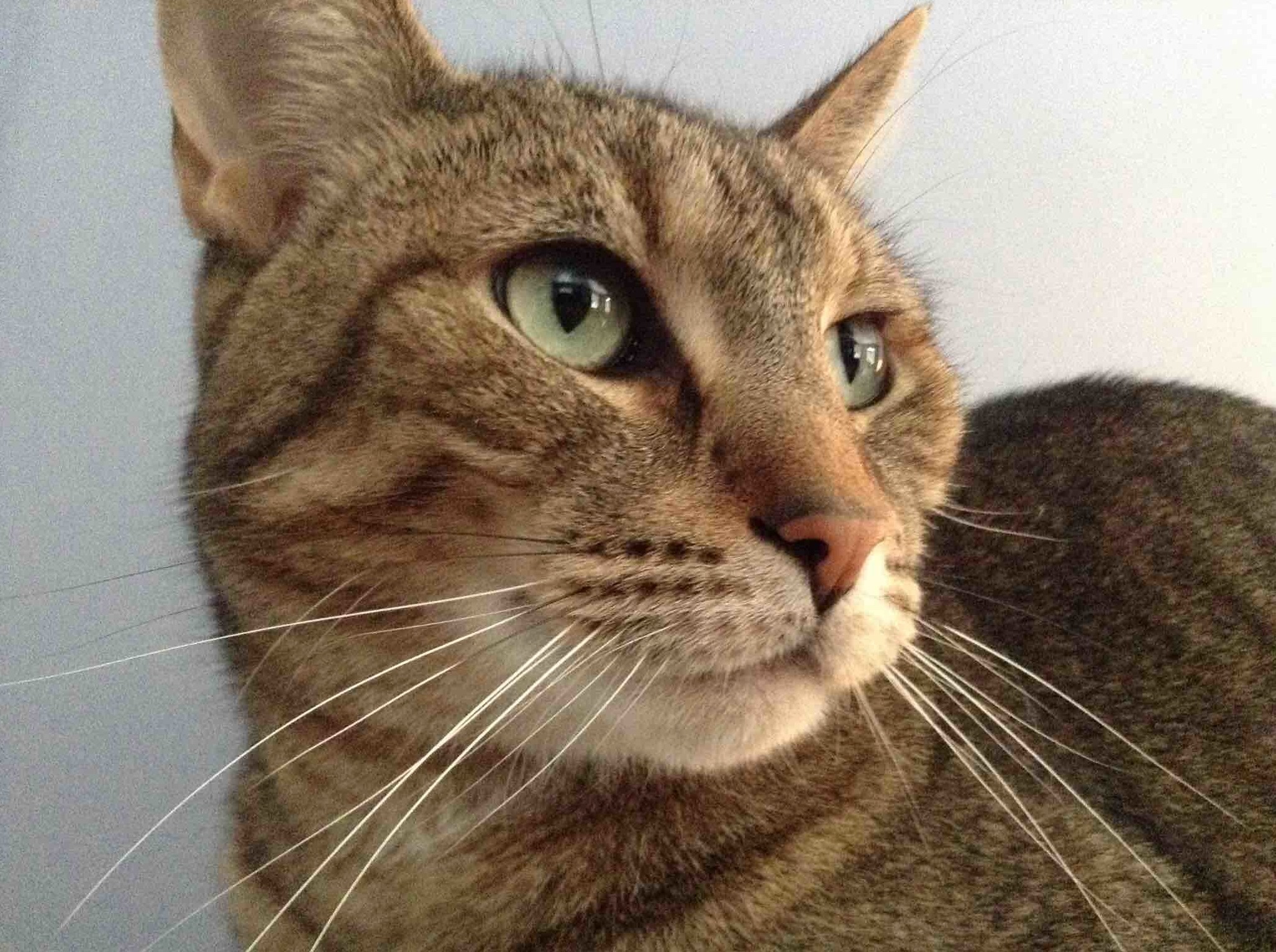 My Cat Calvin Looking Artful