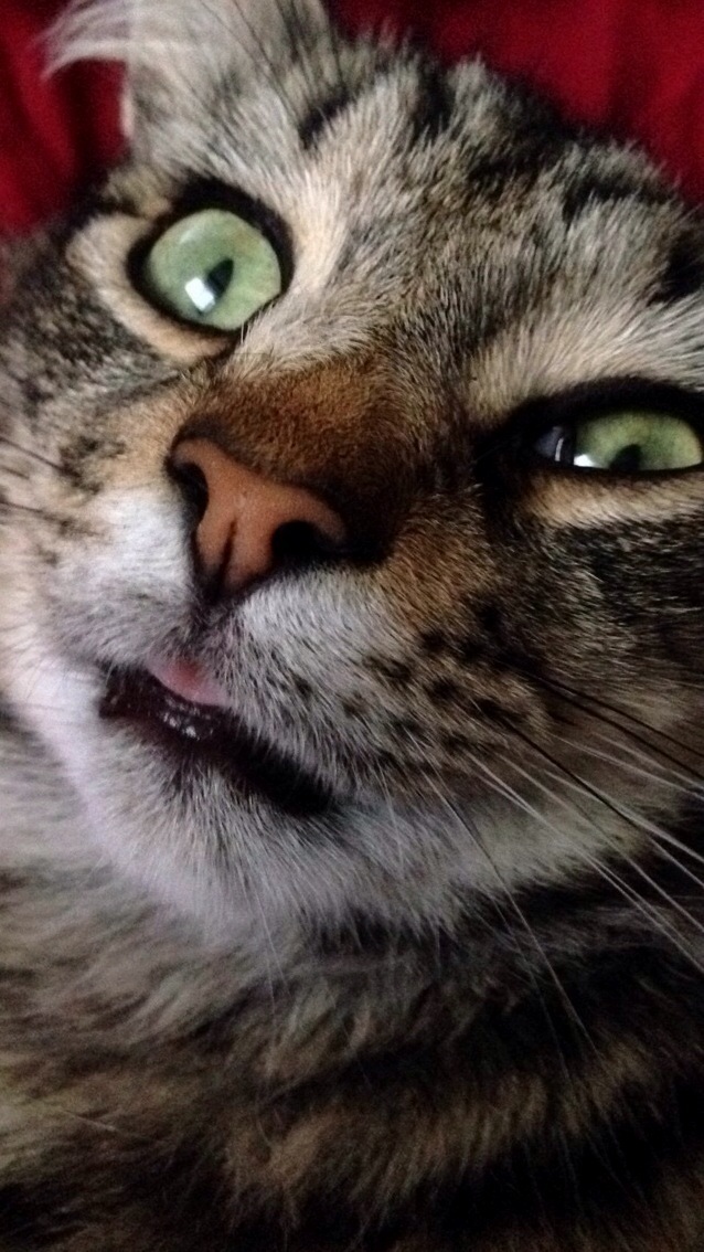 My Cat George.