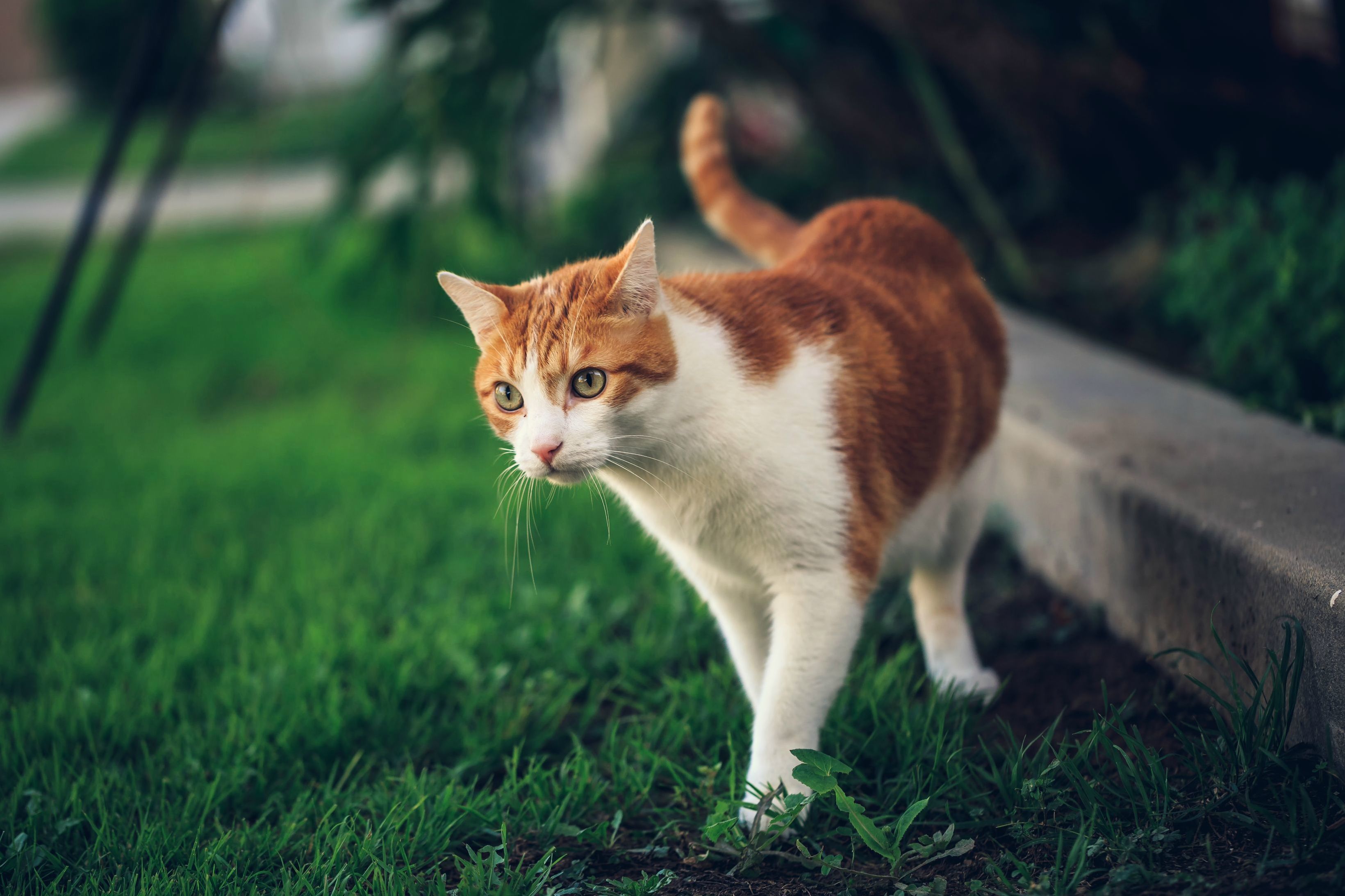 My Cat Indy Loves When He Gets to Explore Outside.
