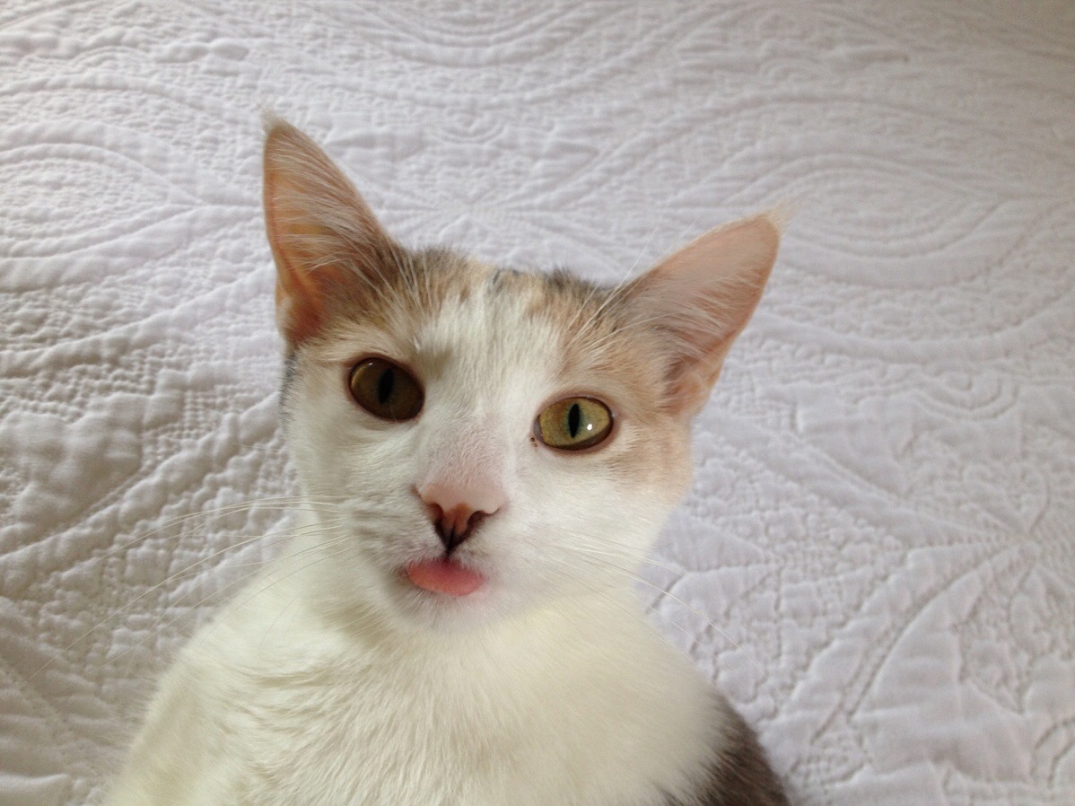 My Cat Is Always Derping