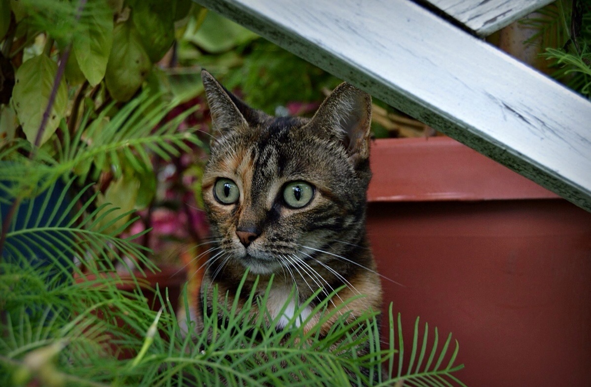 My Cat Is More Photogenic Than Most People...