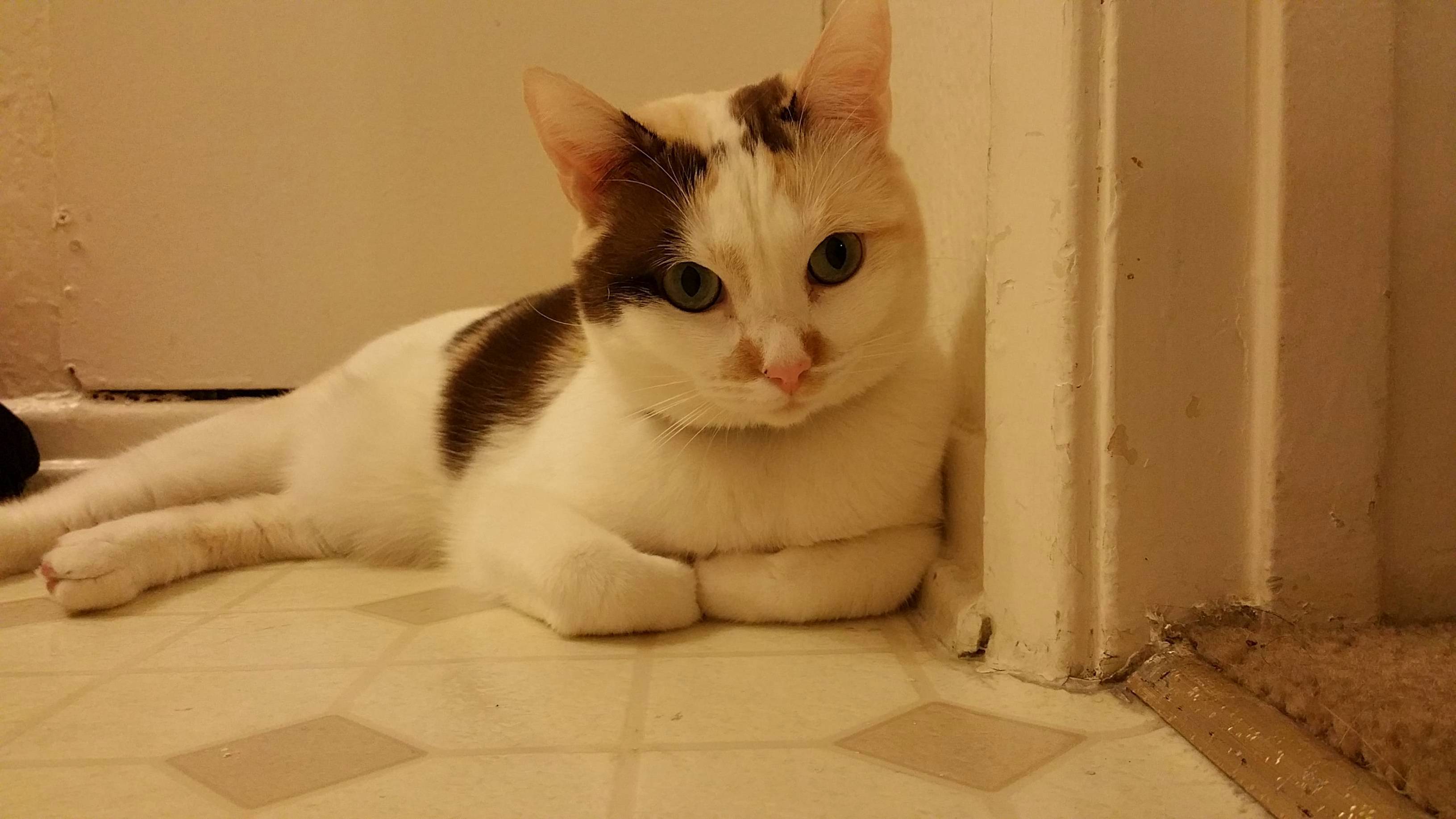 My Cat Molly Loves to Guard the Entrance of Our Bathroom