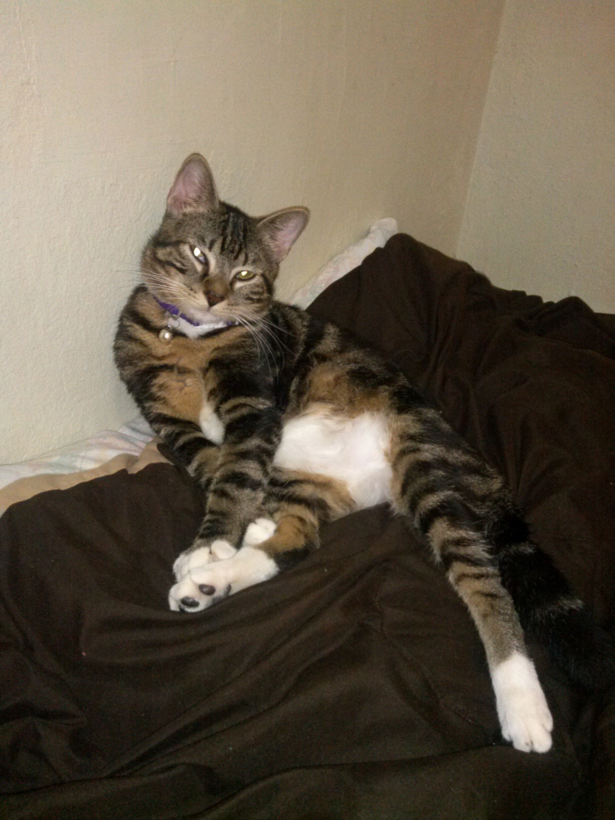 My Cat Schr Dinger.