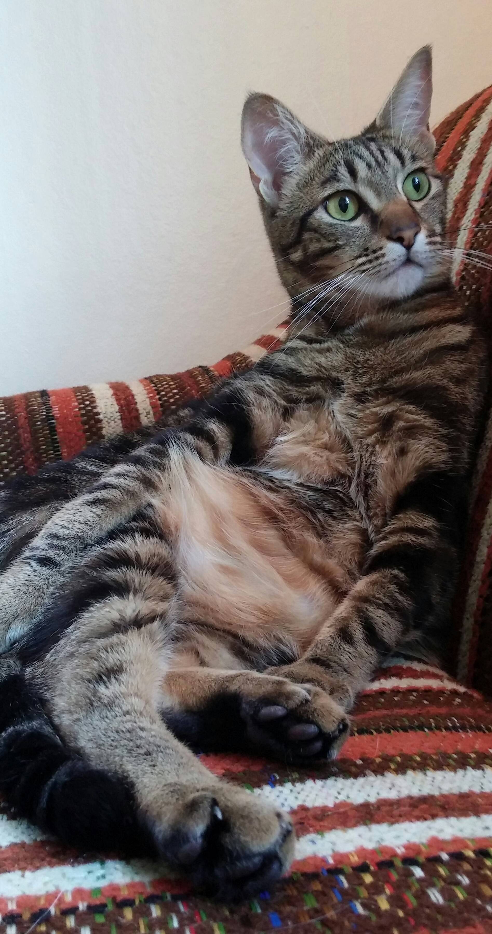 My Cat Sits Like a Human