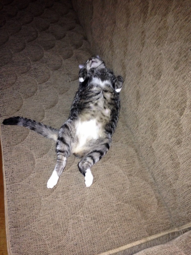 My Cat Sleeps Like Roadkill