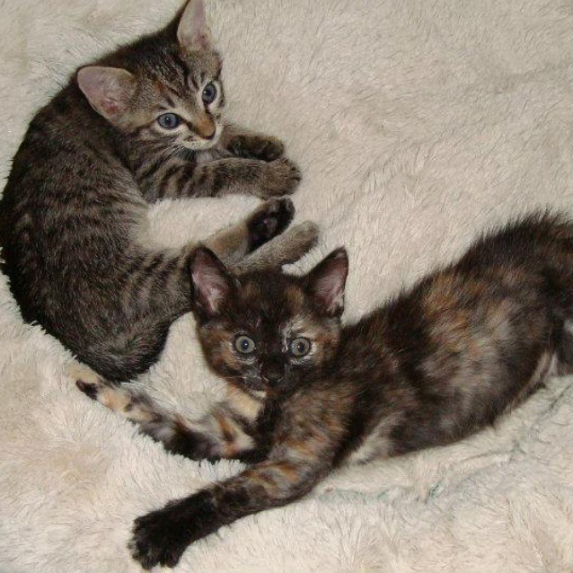 My Cats Arnold Willis When They Were Kittens.