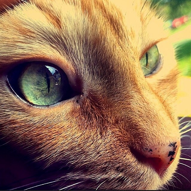 My Cats Eyes Are Little Universes