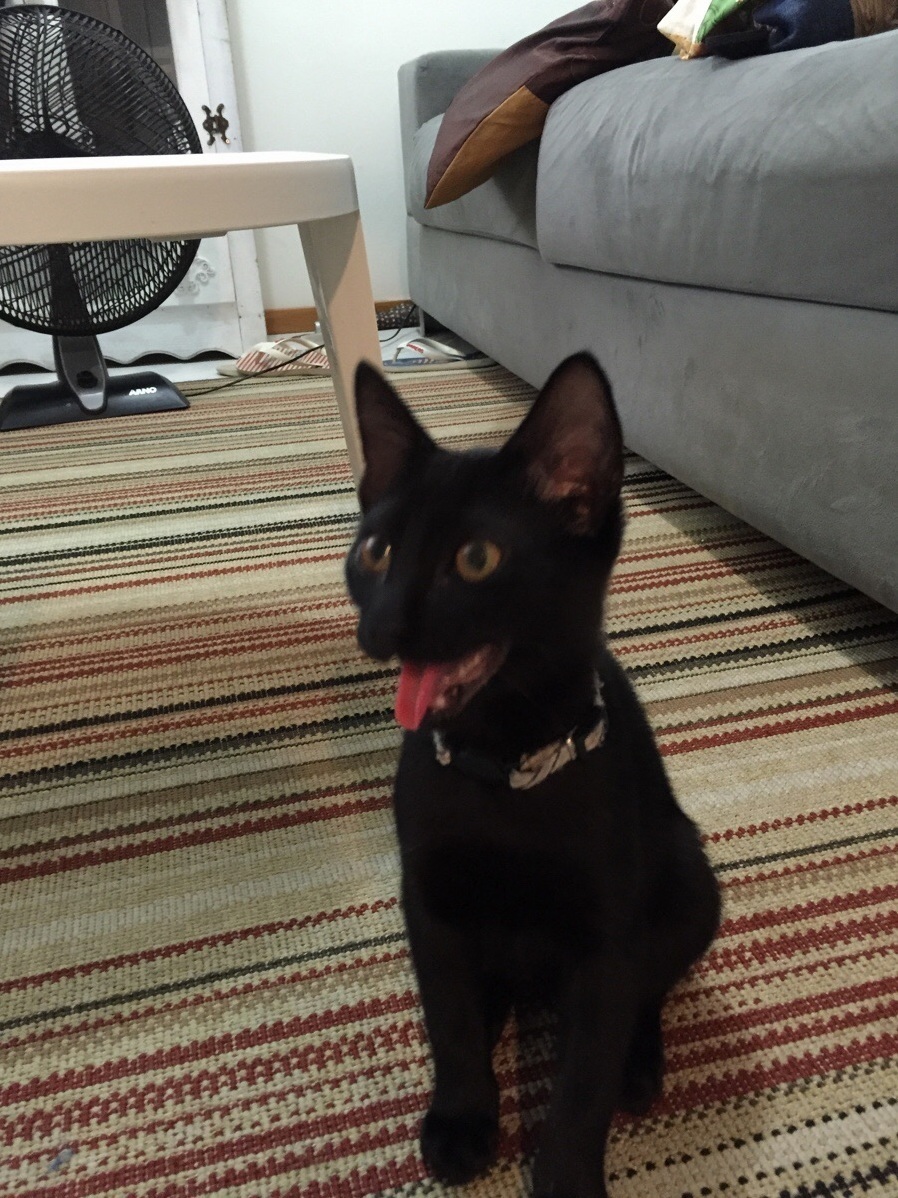 My Cats Reaction to the Brutal Heat Wave We Are Having in Brazil