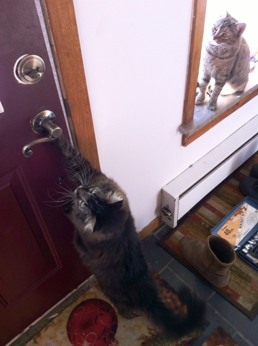 My Cats Working Together