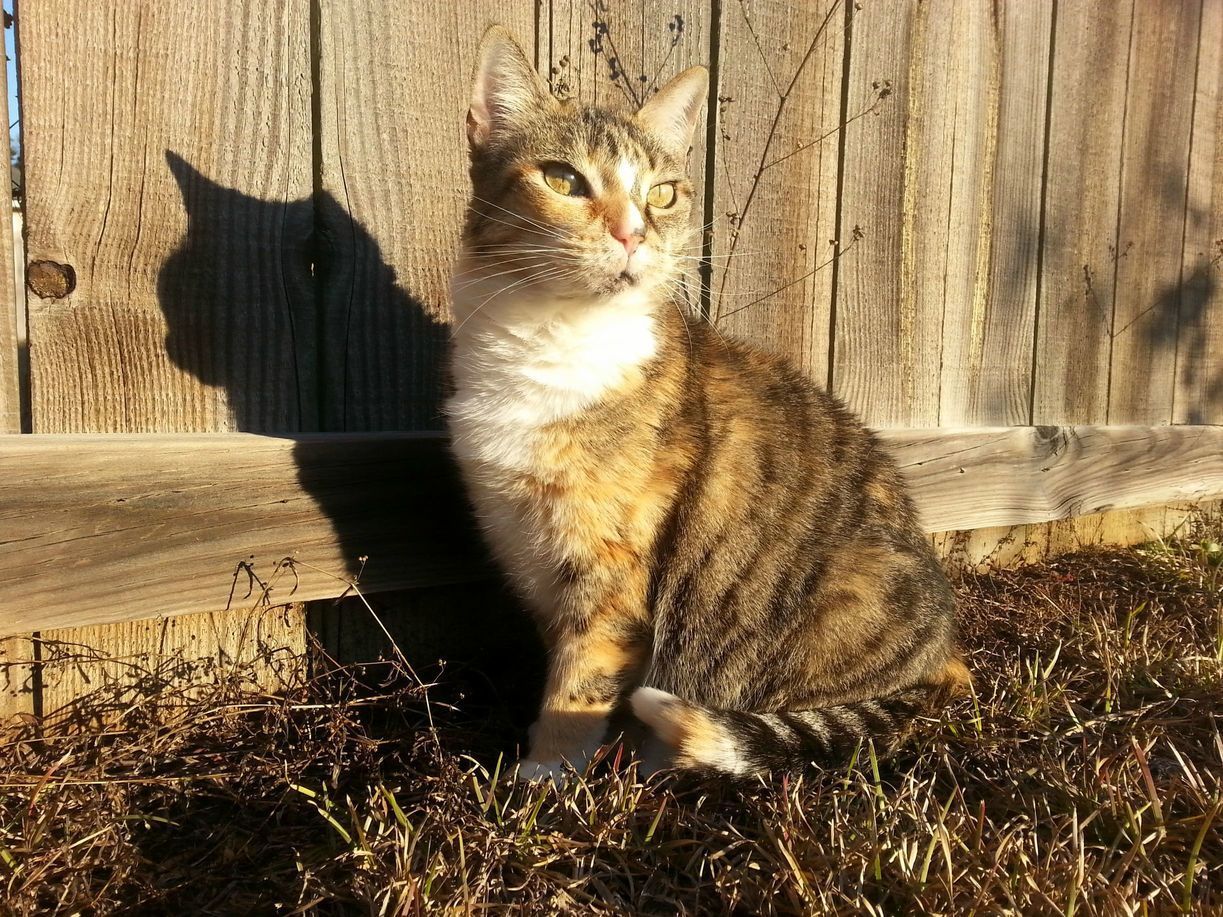 My Charlie Girl