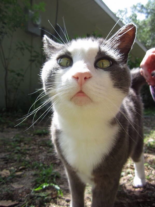 My Cross-eyed Cat Ralphie
