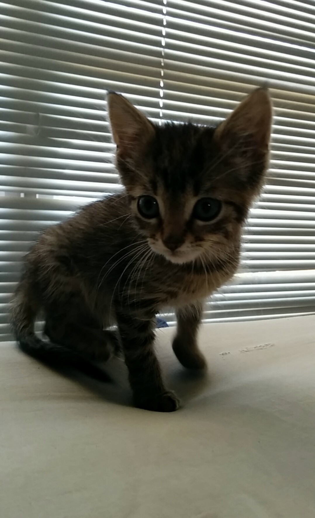 My Fianc and I Are Proud Foster Parents for This Little Miss
