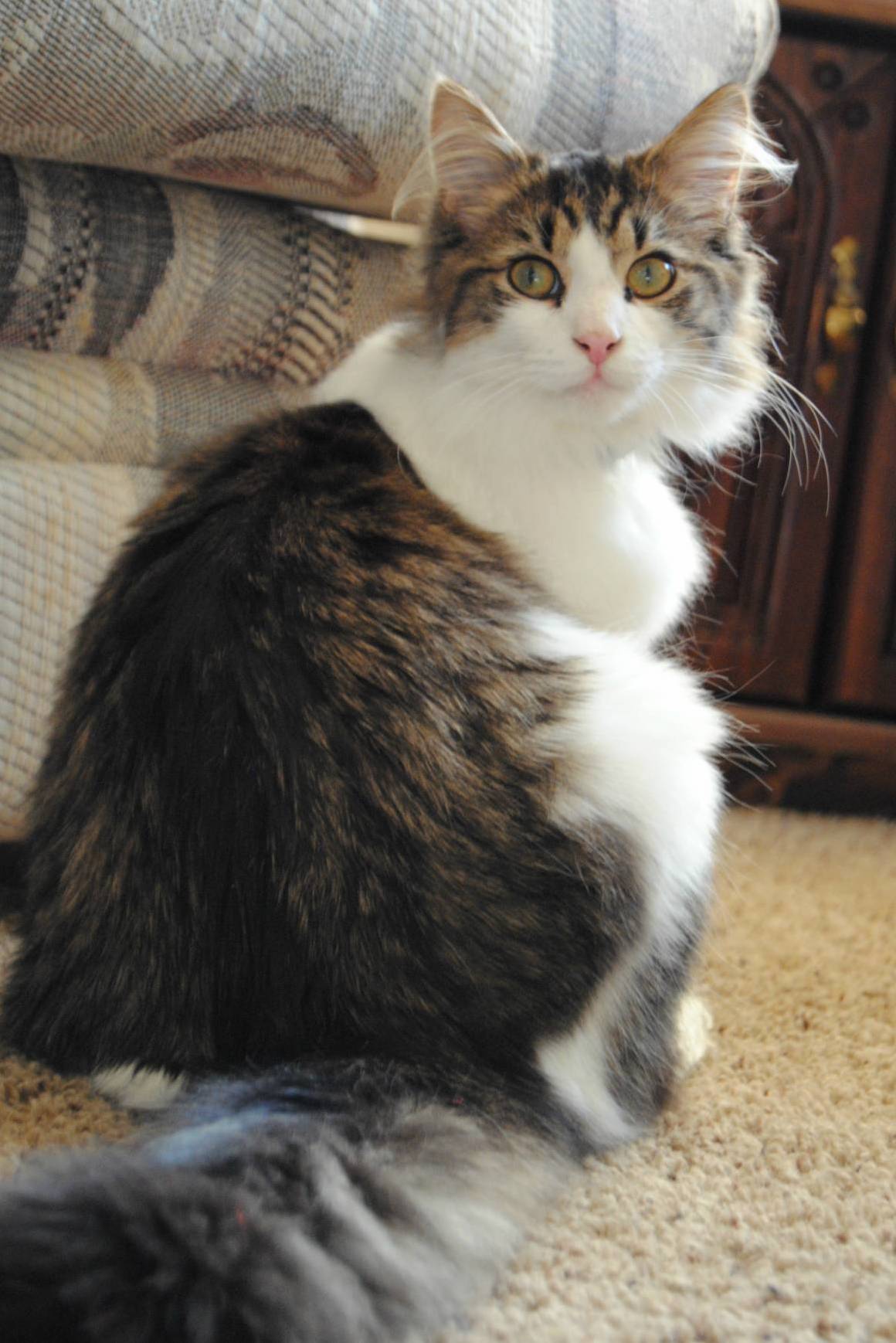 My Fiance Has Wanted a Maine Coon Since He Was Young but His Family Has Cat Allergies. We Recently Got Our Own Home So for His Birthday I Brought Home This Handsome Man.