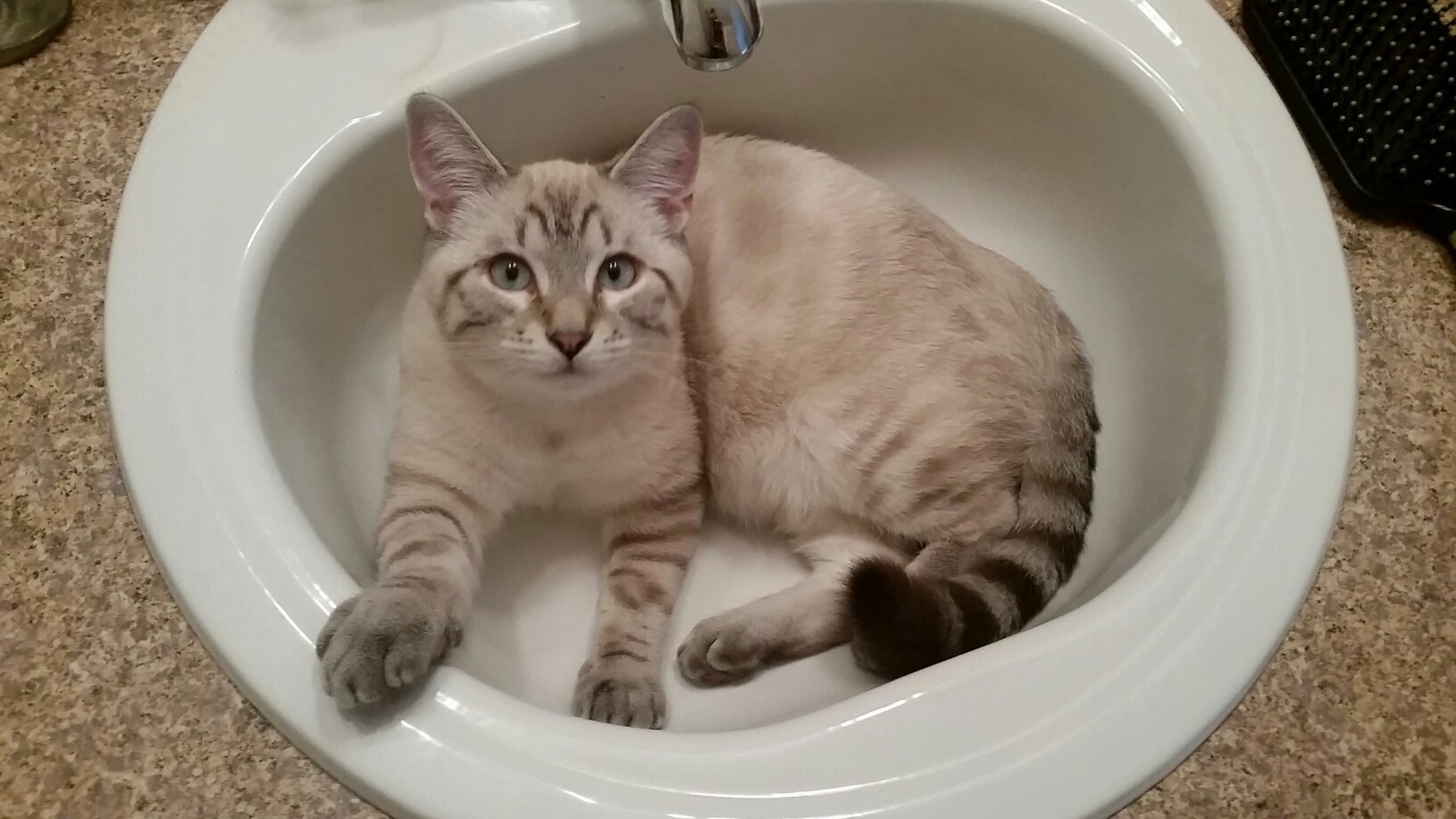 My First Kitten. Say Hello to Sacha