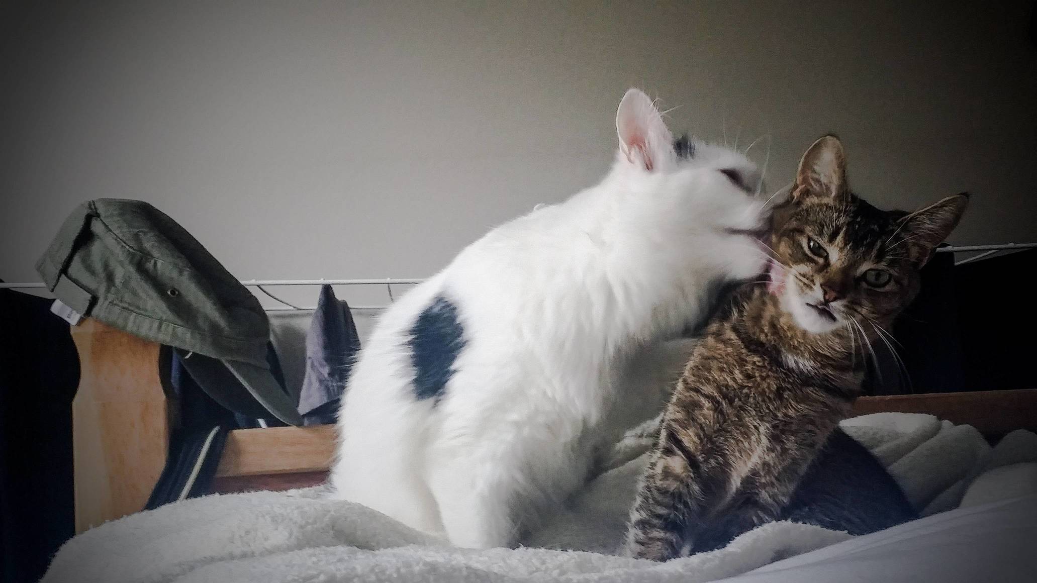My Flatmate Is Sending Her Girl to a Cat Rehoming Center on Sunday and I Couldnt Be Sadder. Here She Is Being Grossed Out by My Boy.