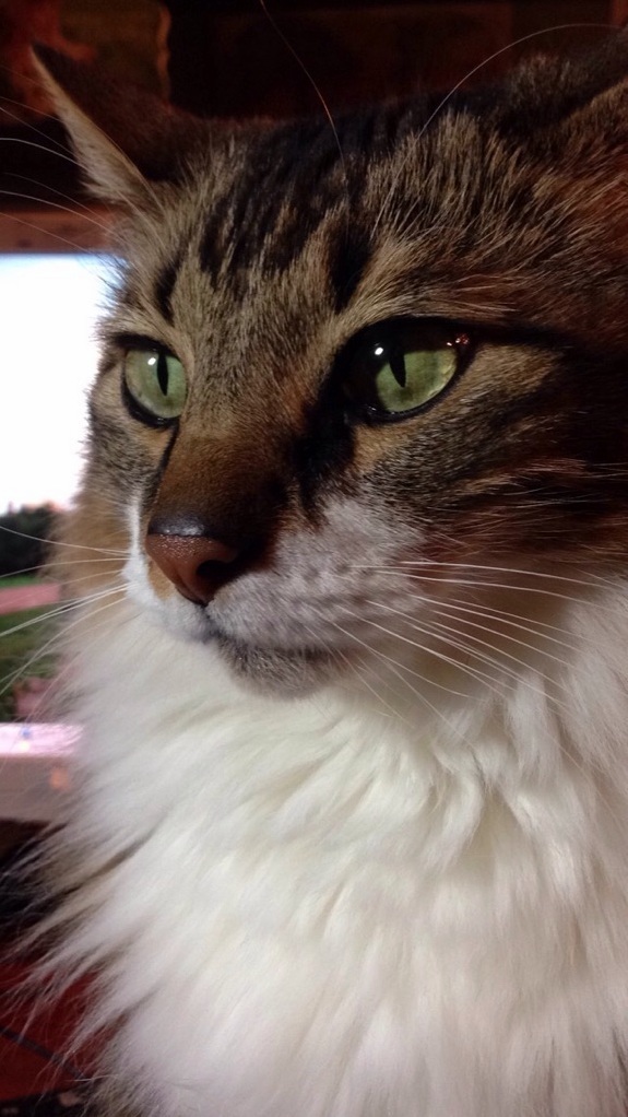 My Friends Cat Moses.