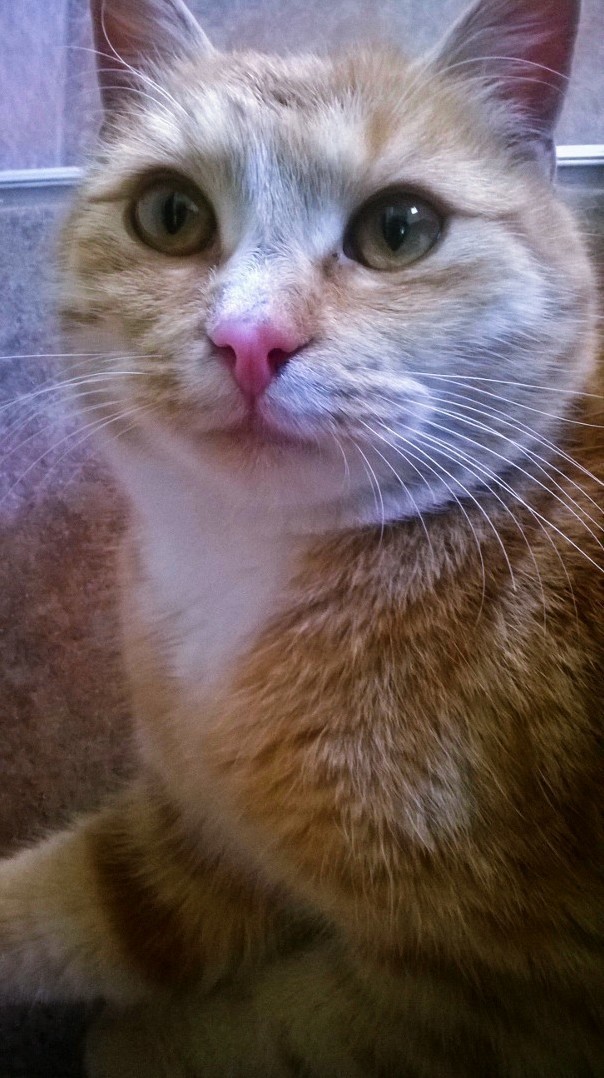 My Gfs Cat Poses for the Camera