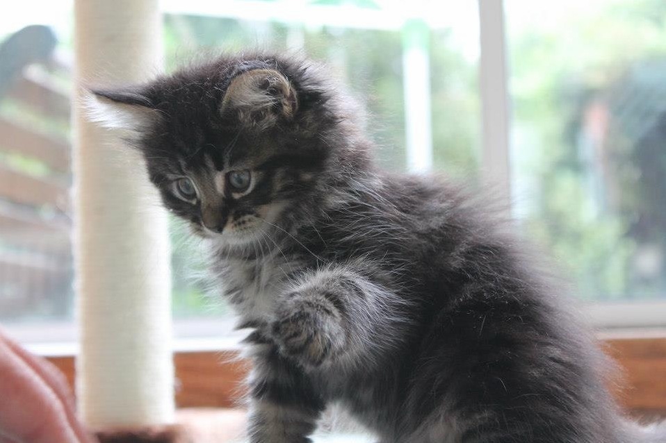 My Girlfriends Cat on Her First Day Home Her Name Is Magus