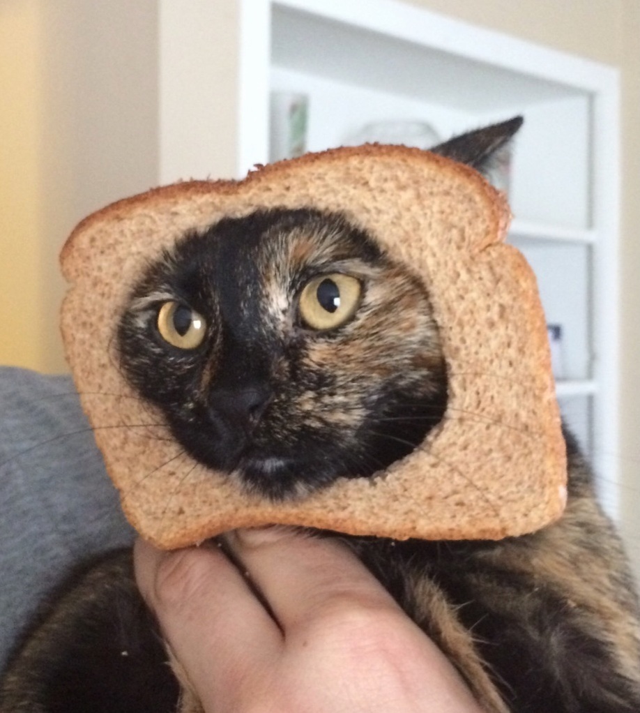 My Inbread Cat