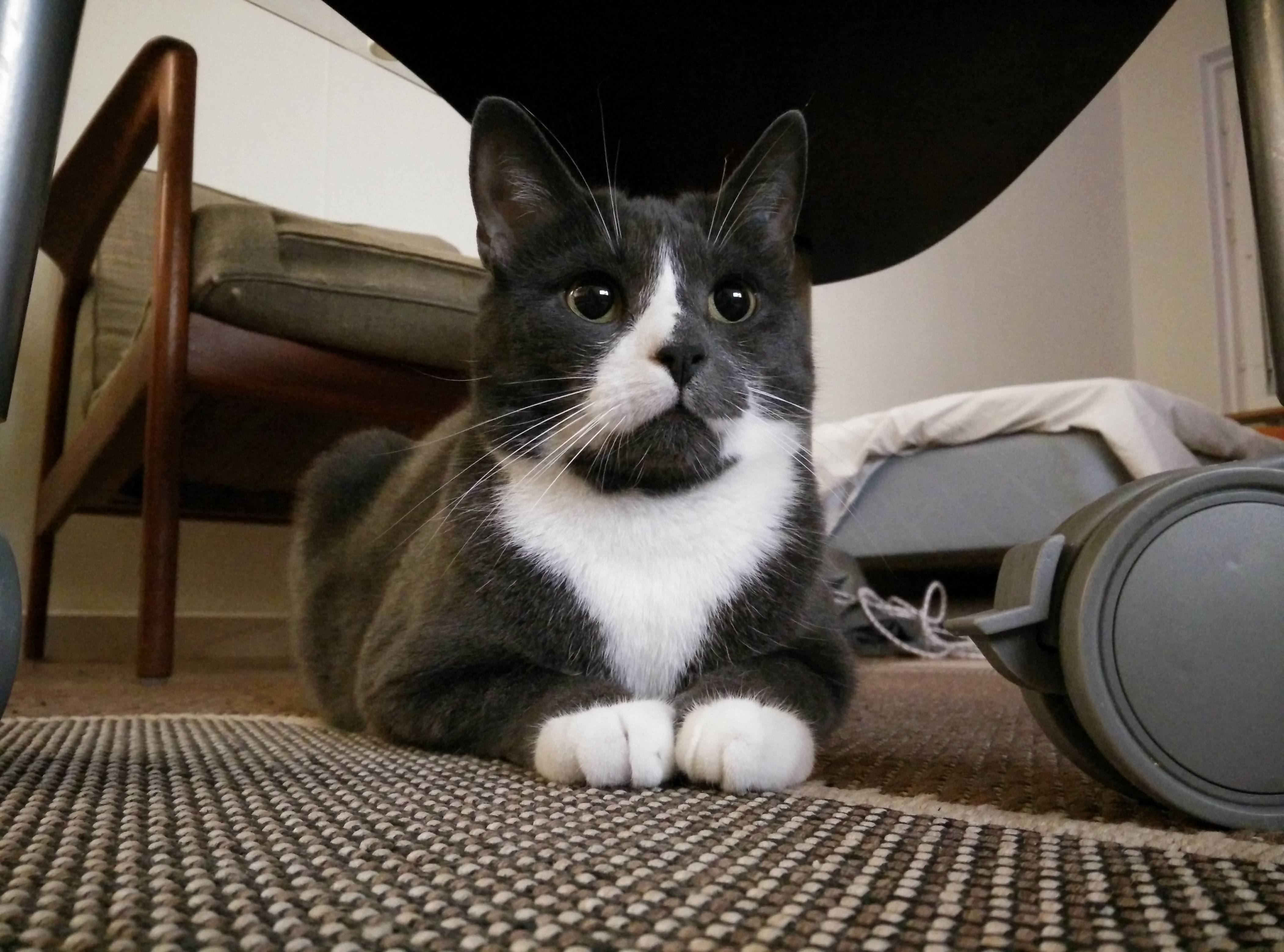 My Innocently Looking Little Cat