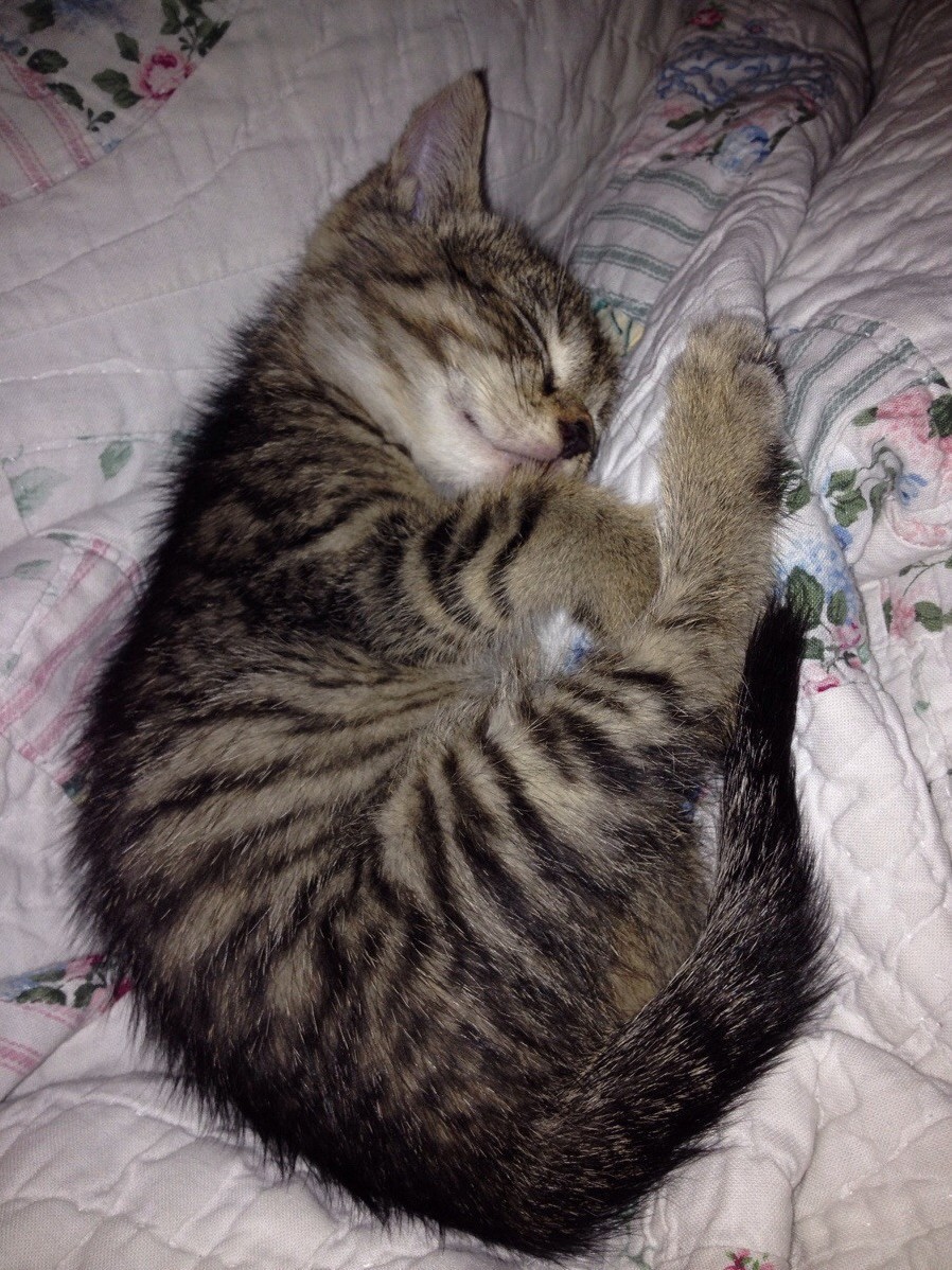 My Kitten Amelia.