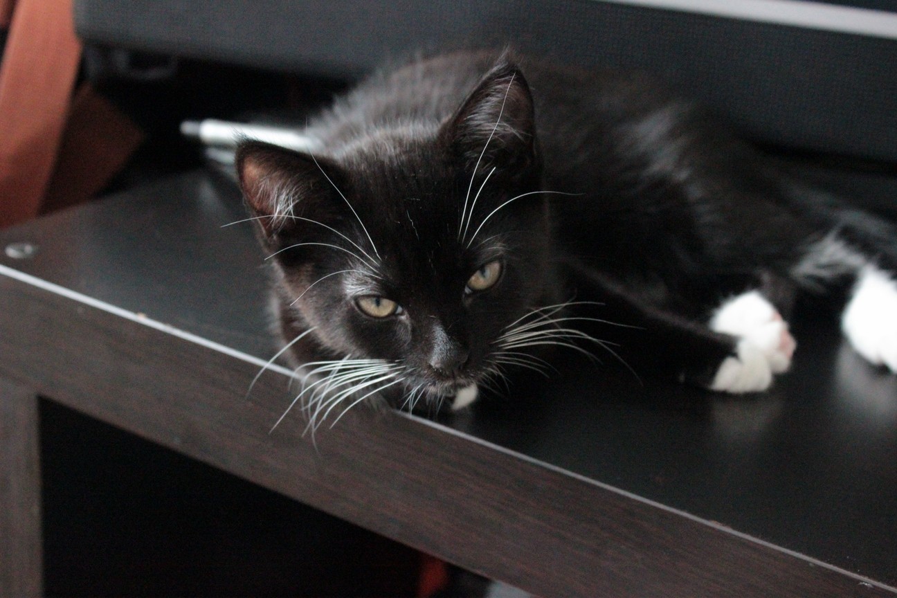 My Kitten Echo Awoken from Sleeping on My Desk