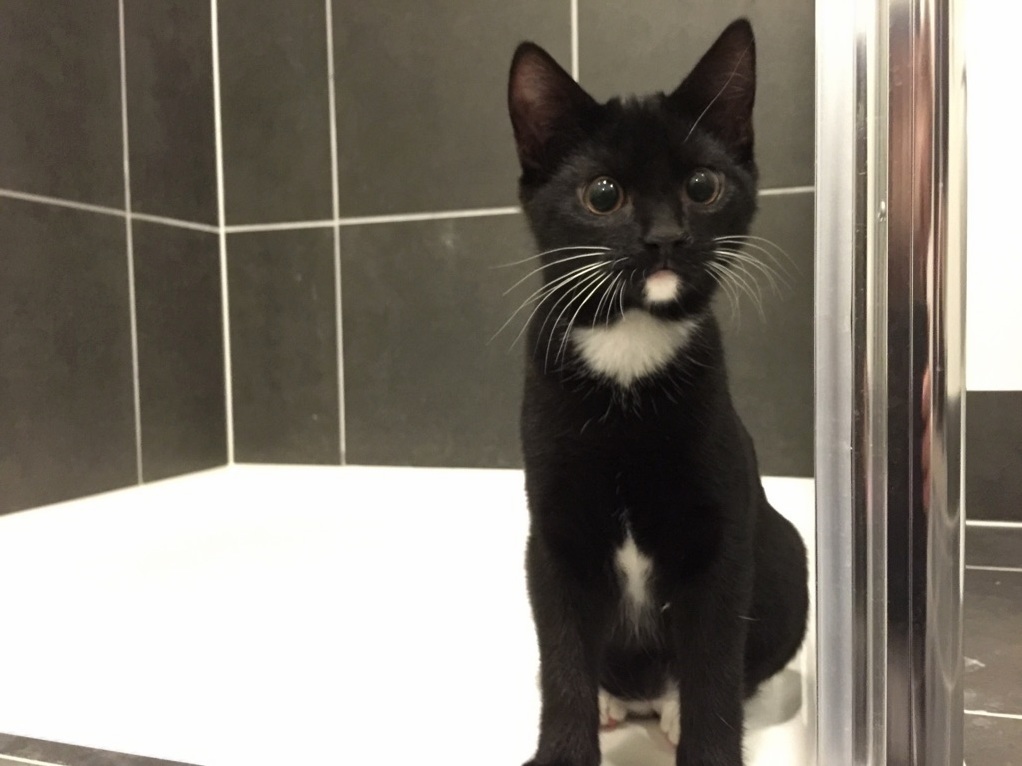 My Kitten Likes to Sit in the Shower