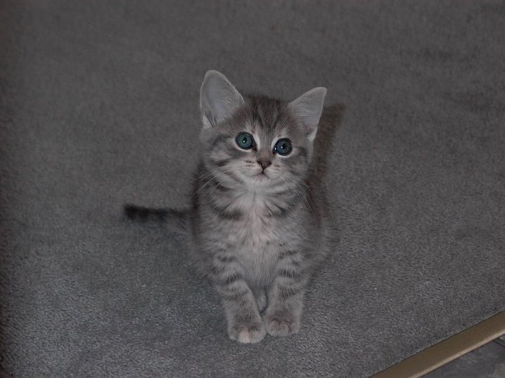My Kitten Sophie