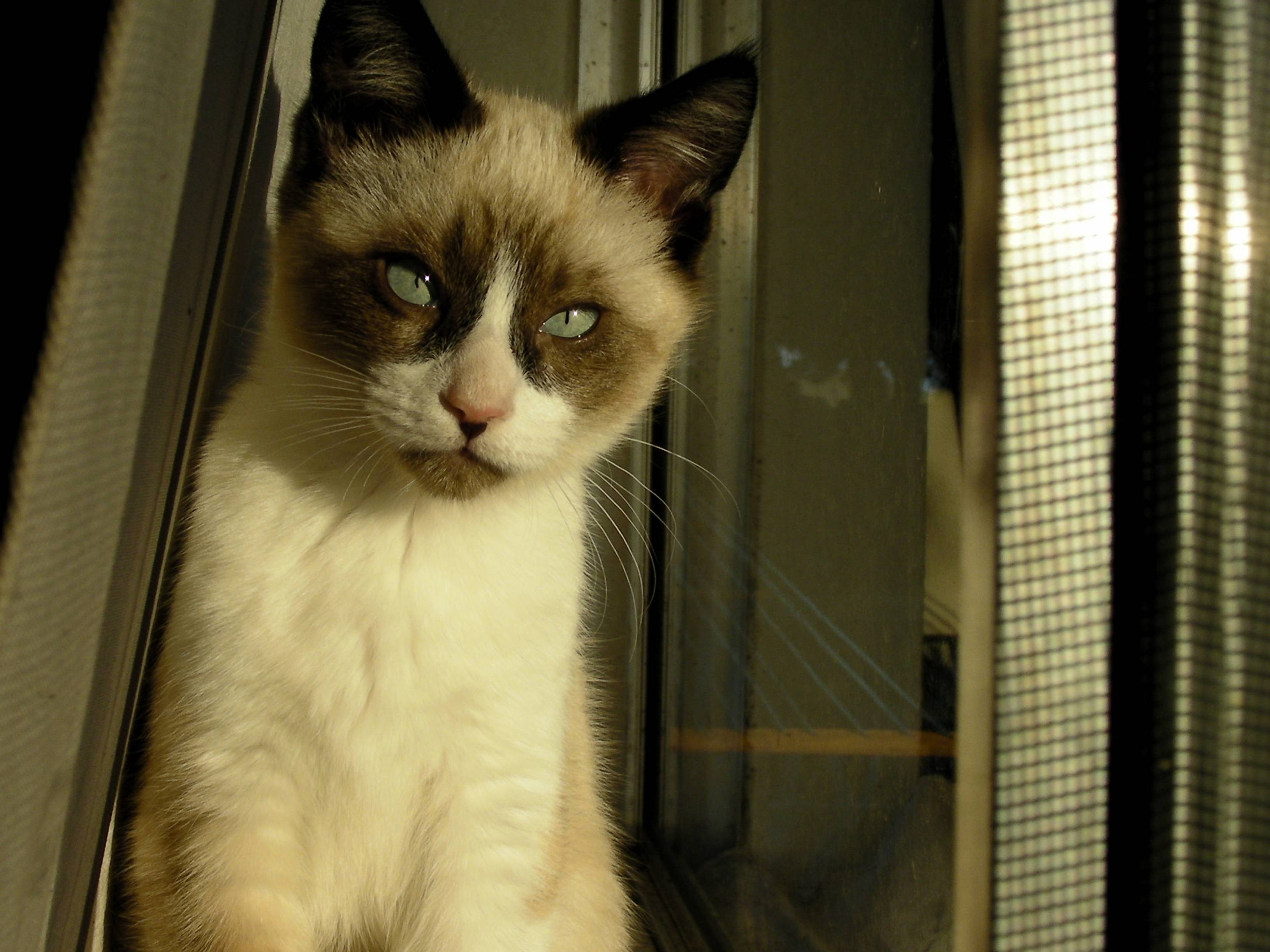 My Kitty Is a Model.
