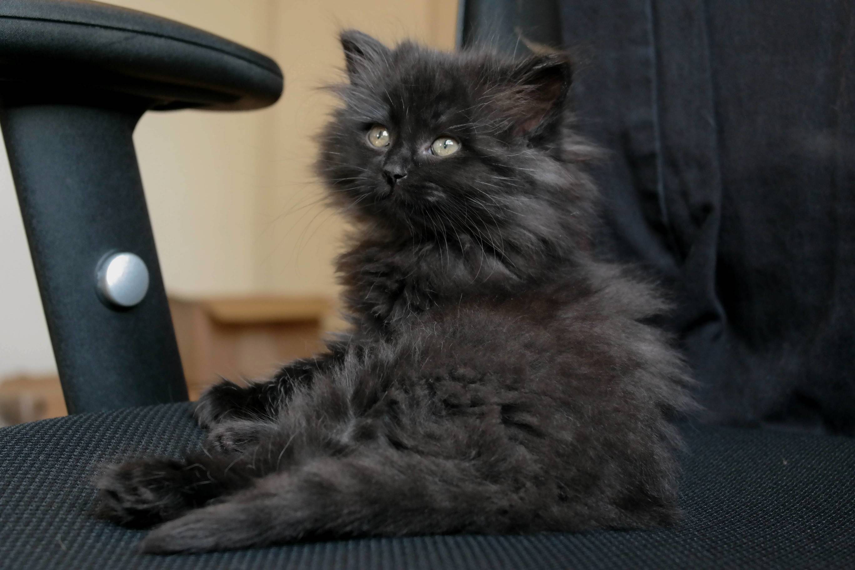 My Little Black Bear Baby Boy