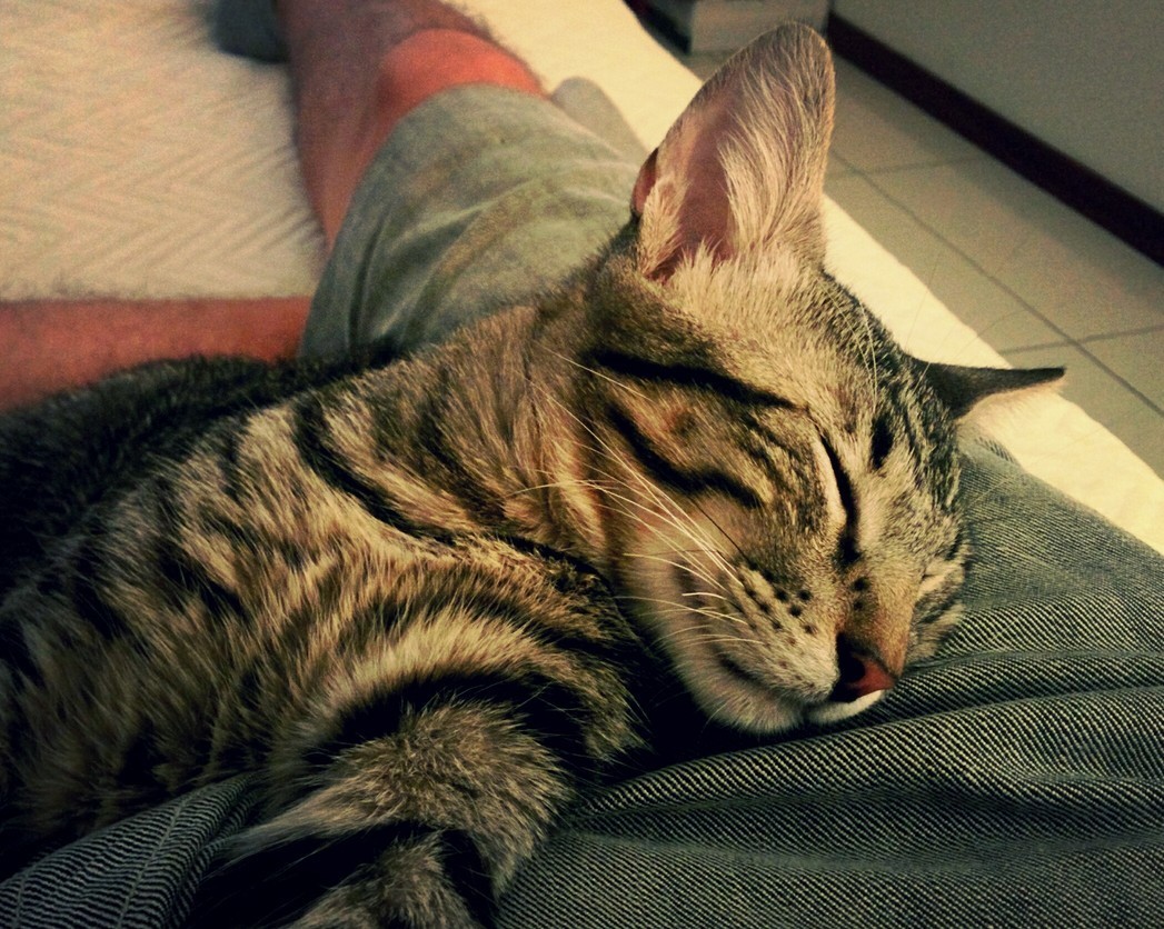 My Little Bobcat
