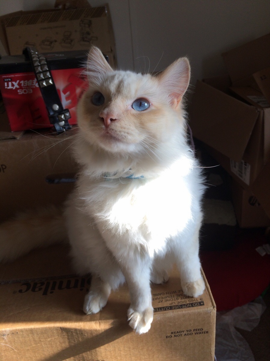 My Little Boy