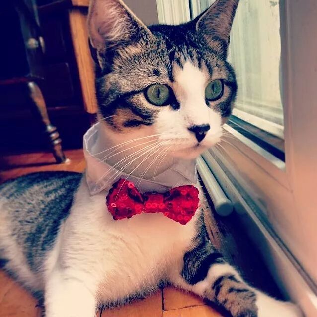 My Little Man Roxy Looking Dapper in His Fanciest Bowtie