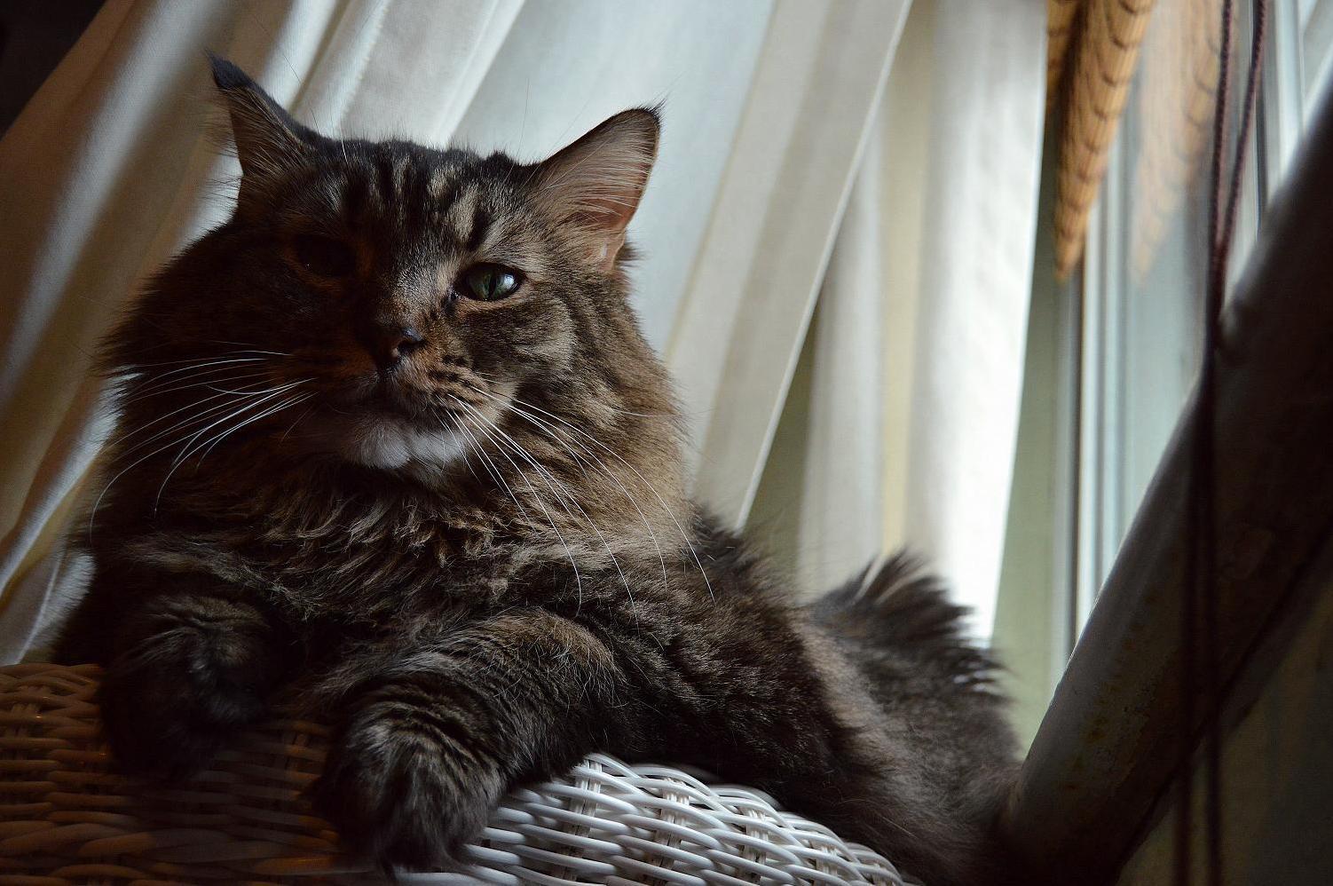 My Main Maine Coon Moose.
