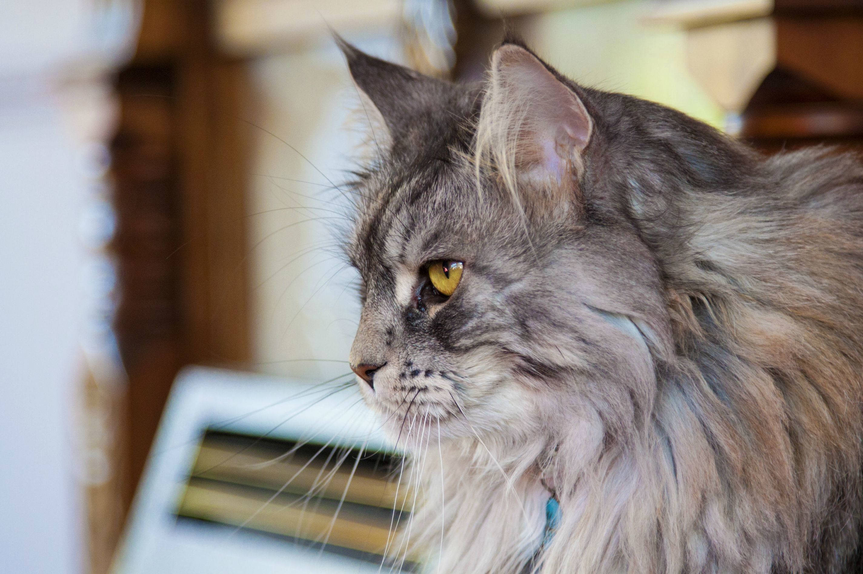 My Maine Coon Is Just Infinitely More Photogenic Than I Am. Say Hello to Misty aka Moomin