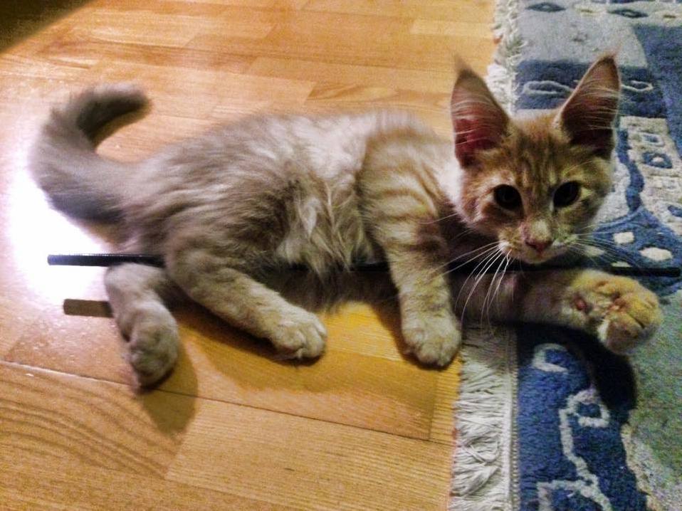 My Maine Coon Kitten Is a Pole Dancer