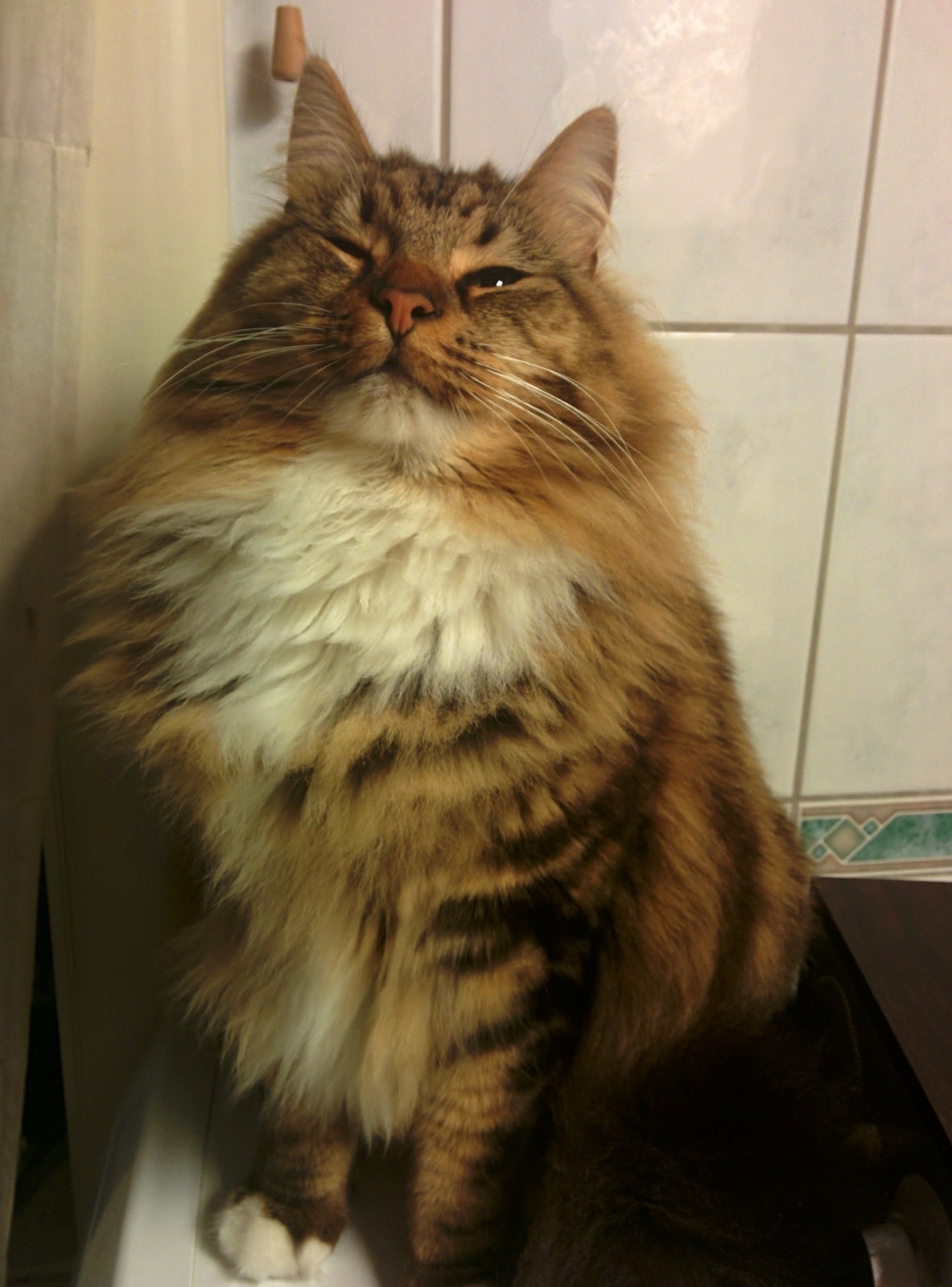 My Majestic Cat