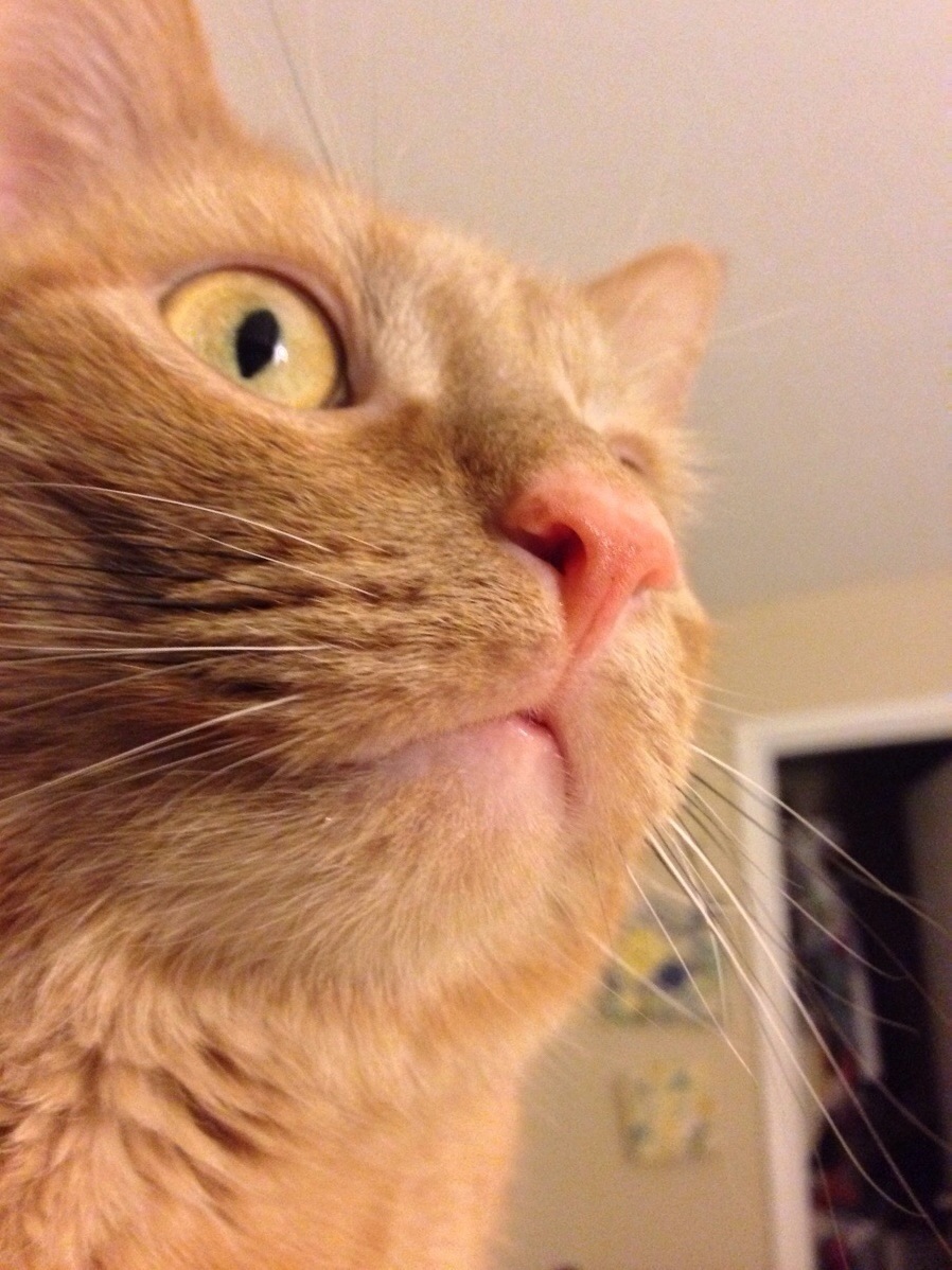My Majestic Eli Has the Most Perfect Peach Nose