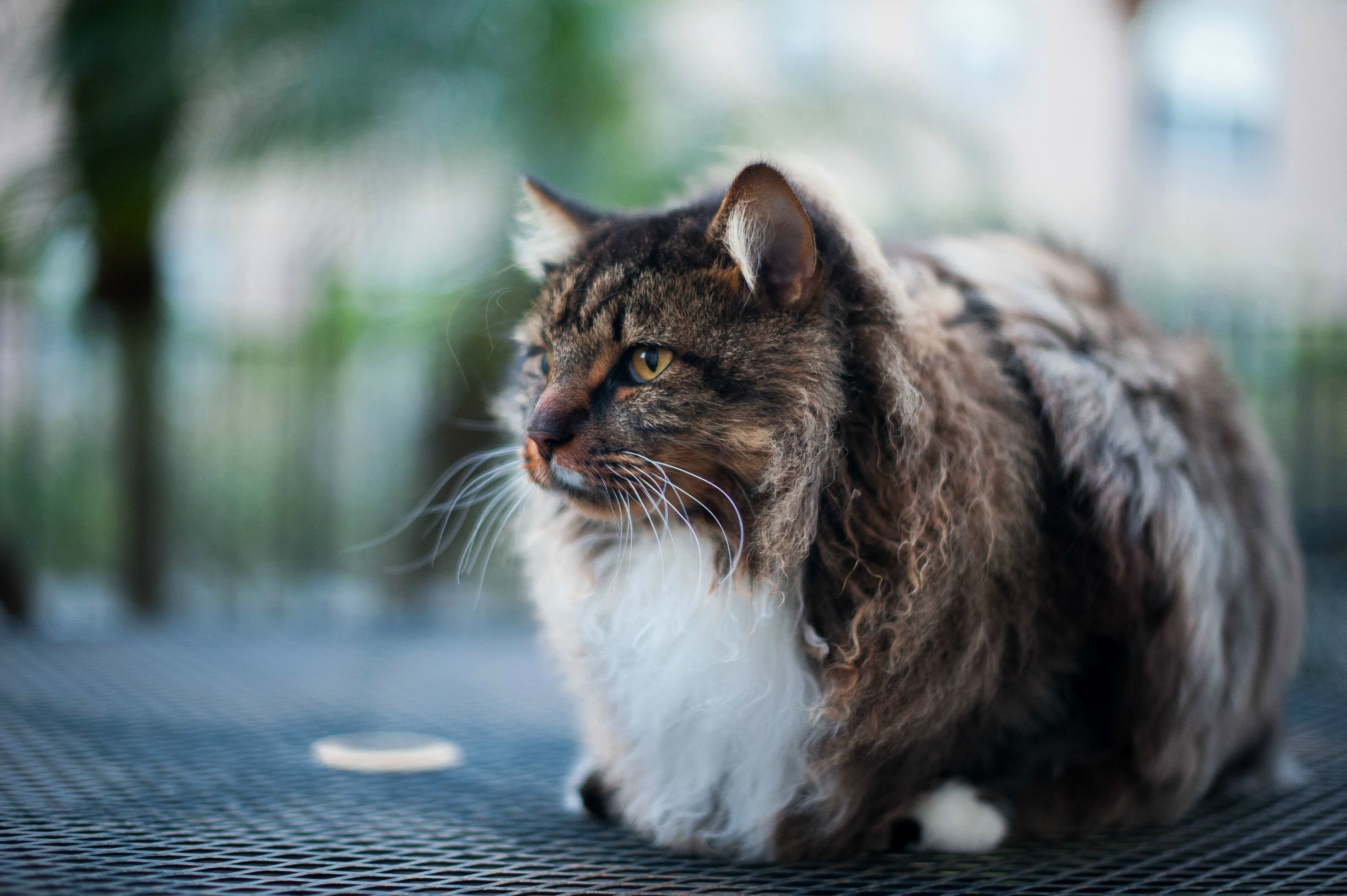 My Majestic Maine Coon Atticus.