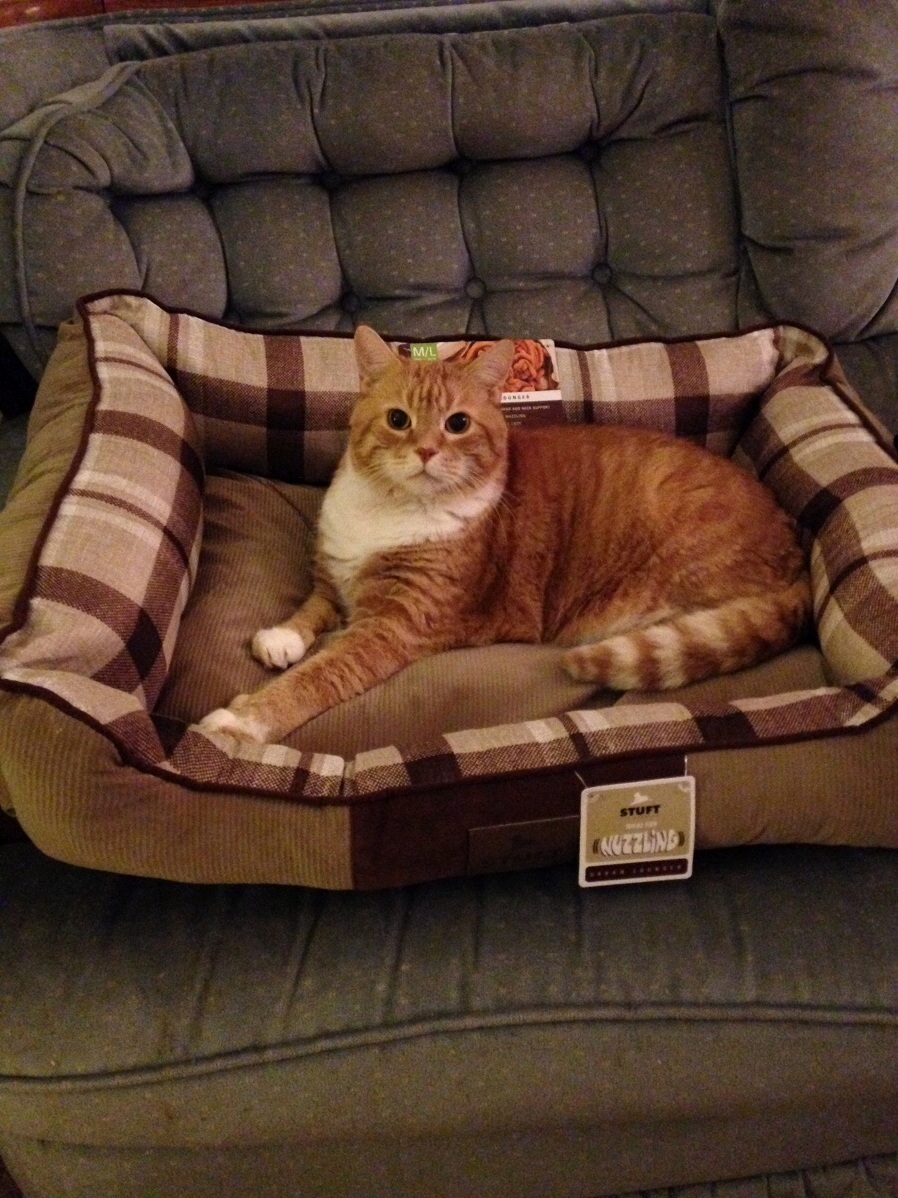 My Moms Cat Thomas Enjoy the Bed She Bought for My Dog.
