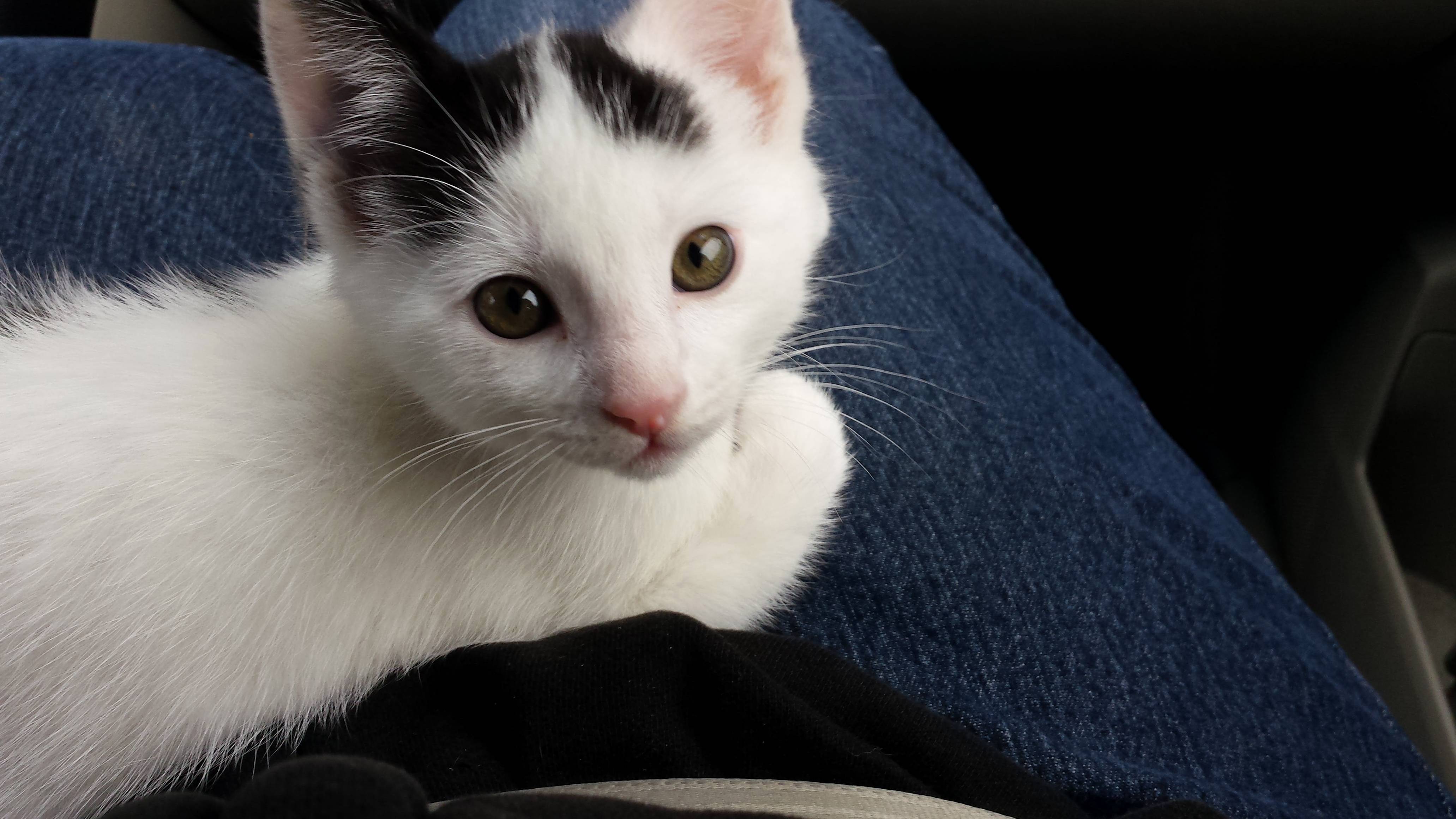 My New Best Friend and in Another Life My Worst Enemy. May I Present Rasputin.