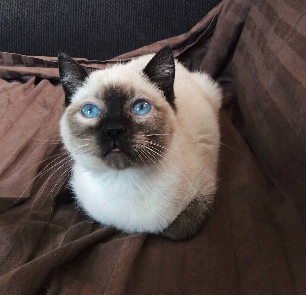 My New Kitten Hubert.