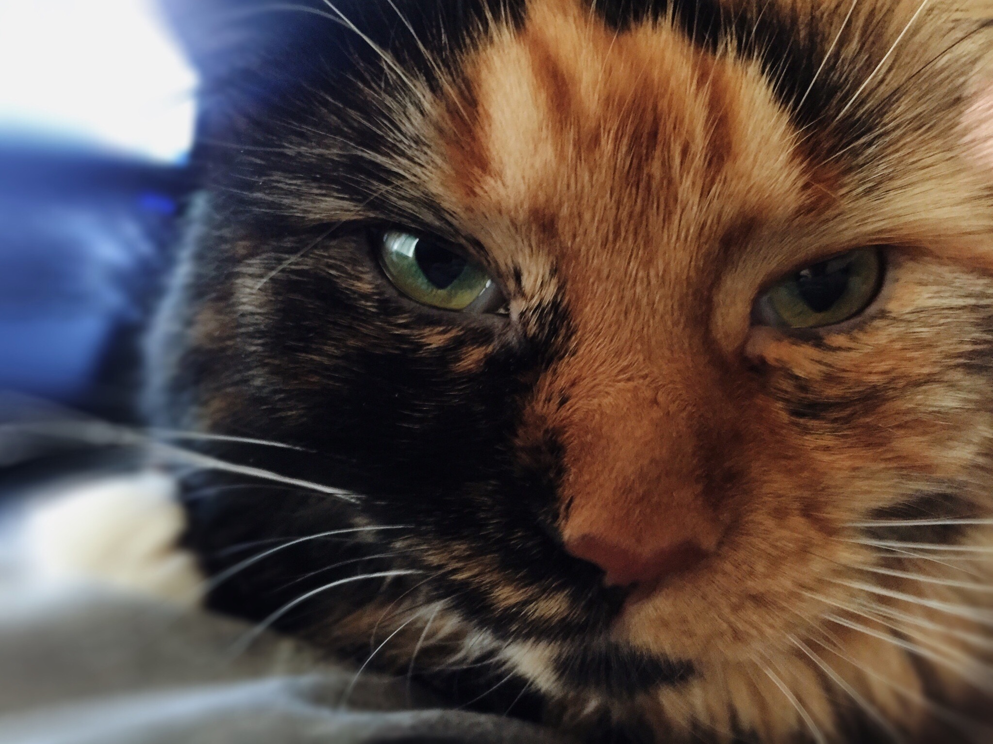 My New Roommates Cat Is Highly Photogenic
