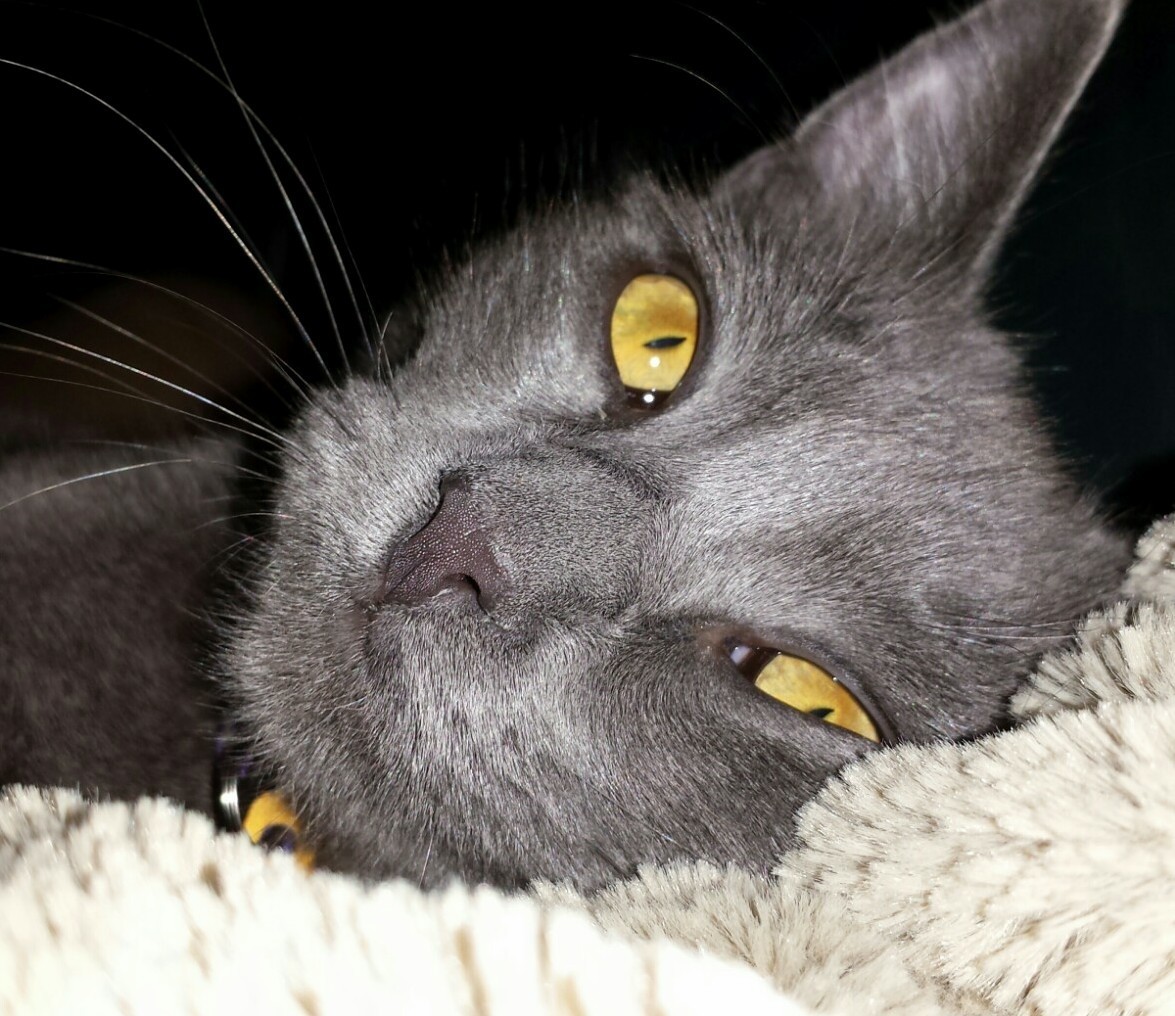 My Newly Adopted Kitty Has the Coolest Color Eyes.