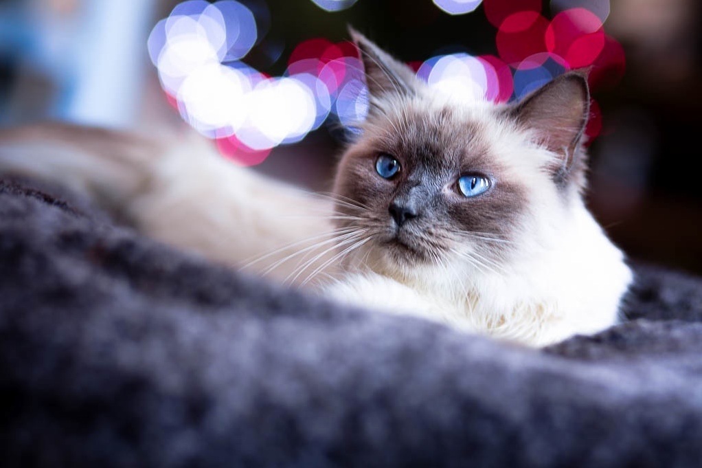 My Newly Adopted Ragdoll Paloma