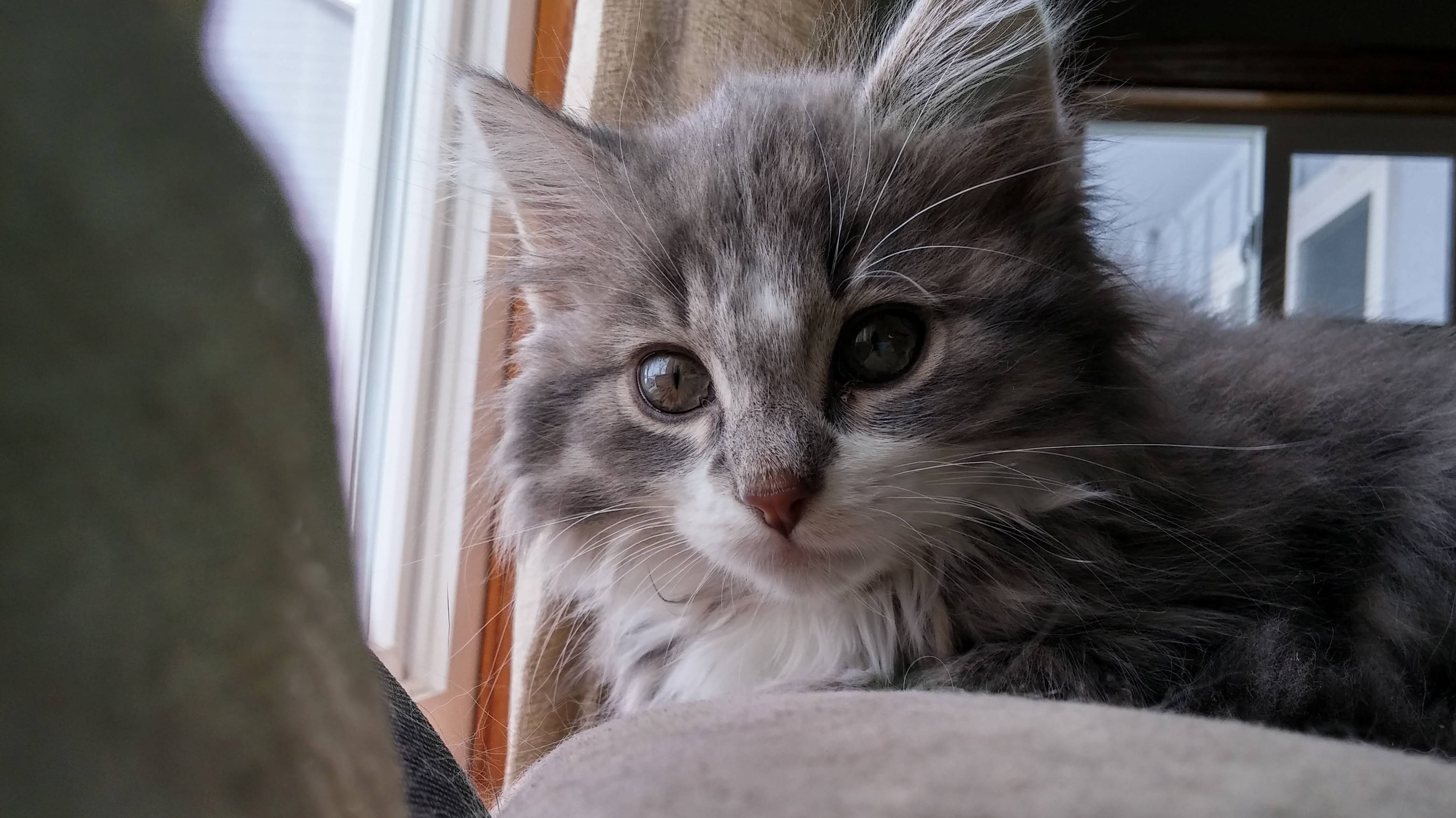 My Parents Cant Think of a Name for Their New Kitten. Any Ideas